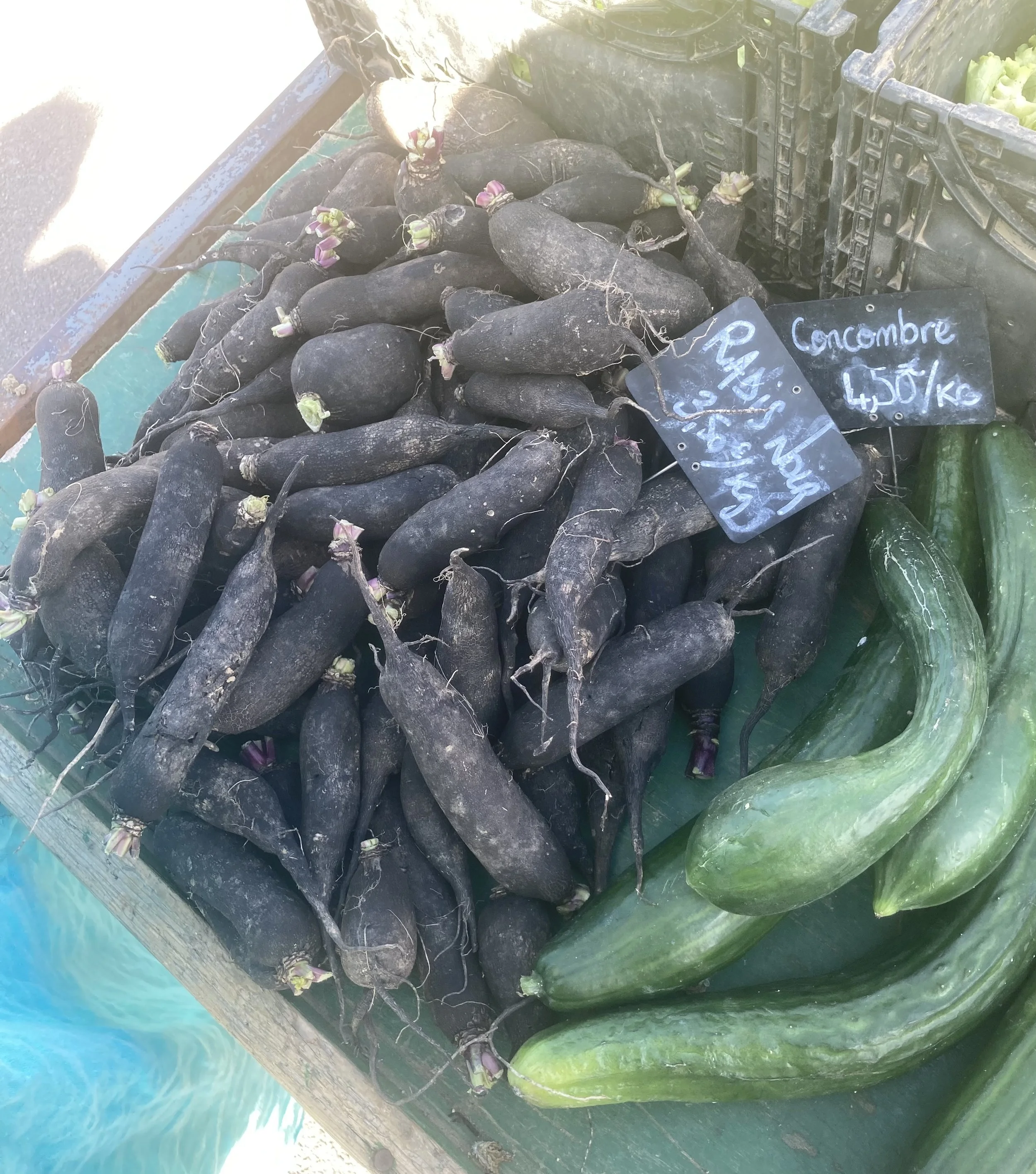Black Radish
