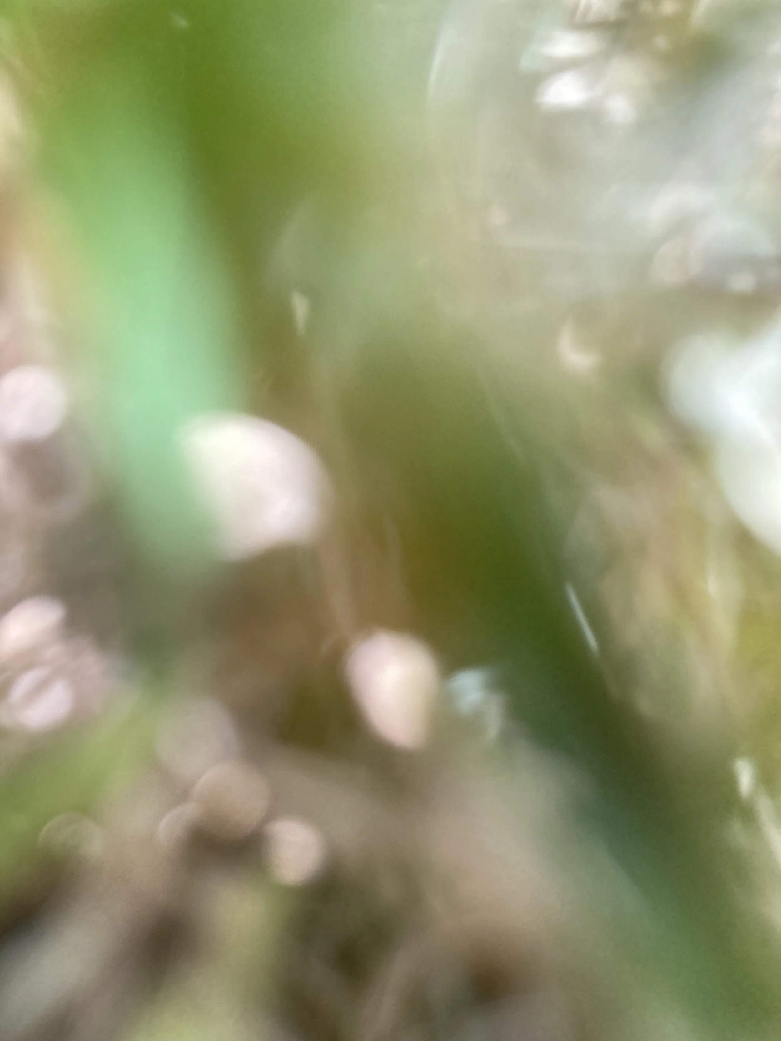 Grass Up Close.jpg