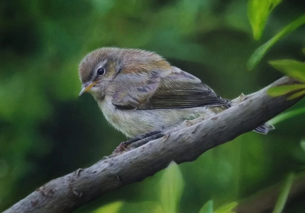 A small bird perched on a tree branch with green foliage in the background.