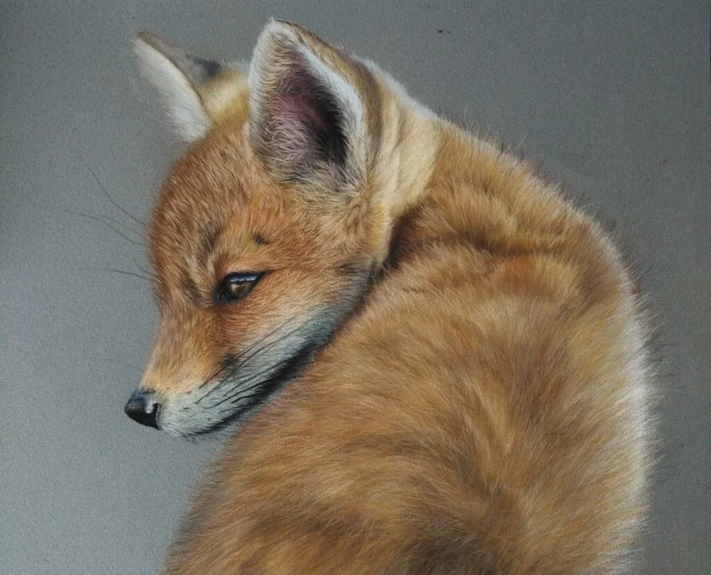 Close-up of a fox with its head turned to the side, looking over its shoulder, showing fluffy reddish-orange fur against a plain background.