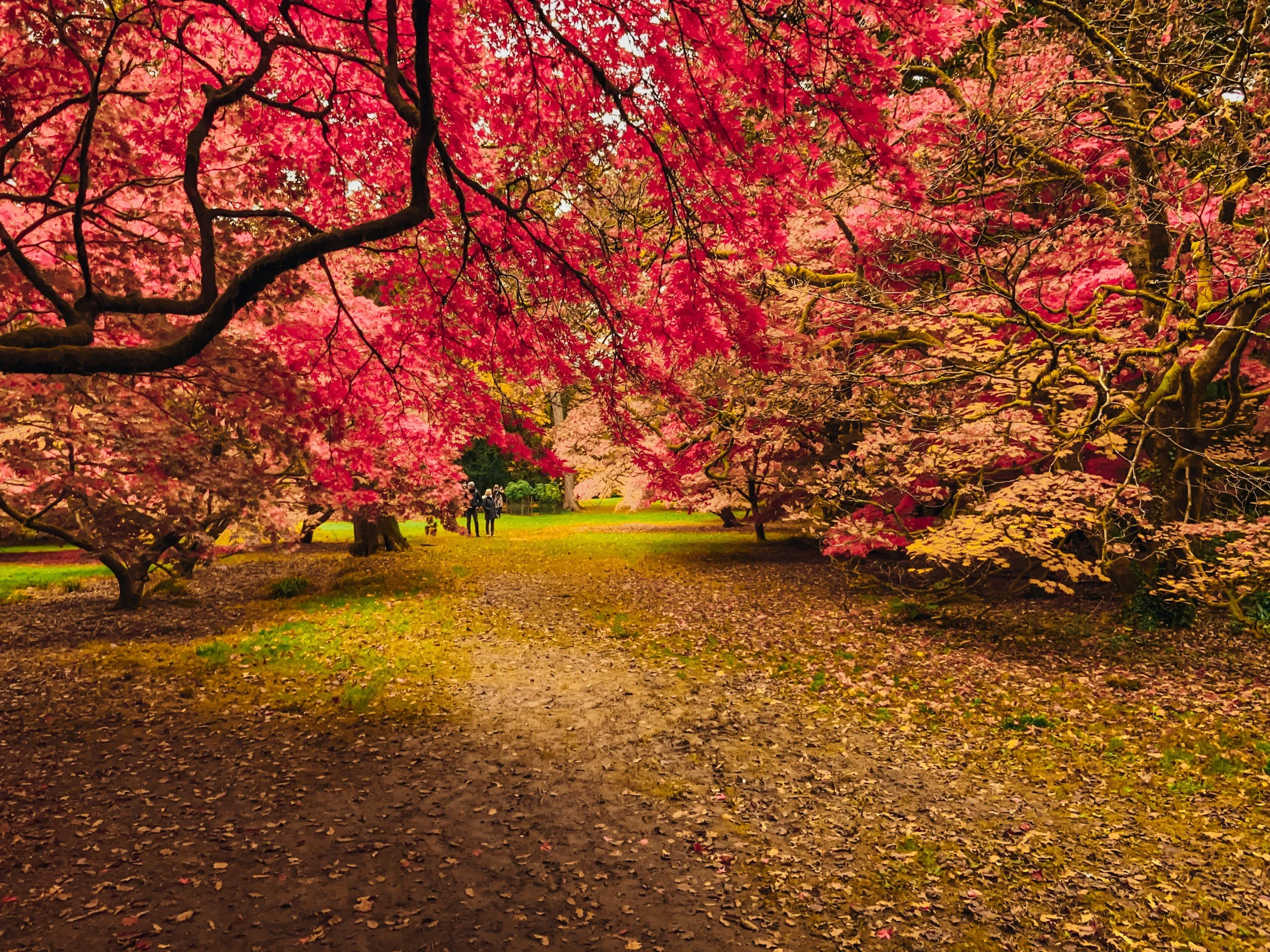 A park scene with large trees with pink and red autumn leaves hanging over a pathway. People are walking in the distance.