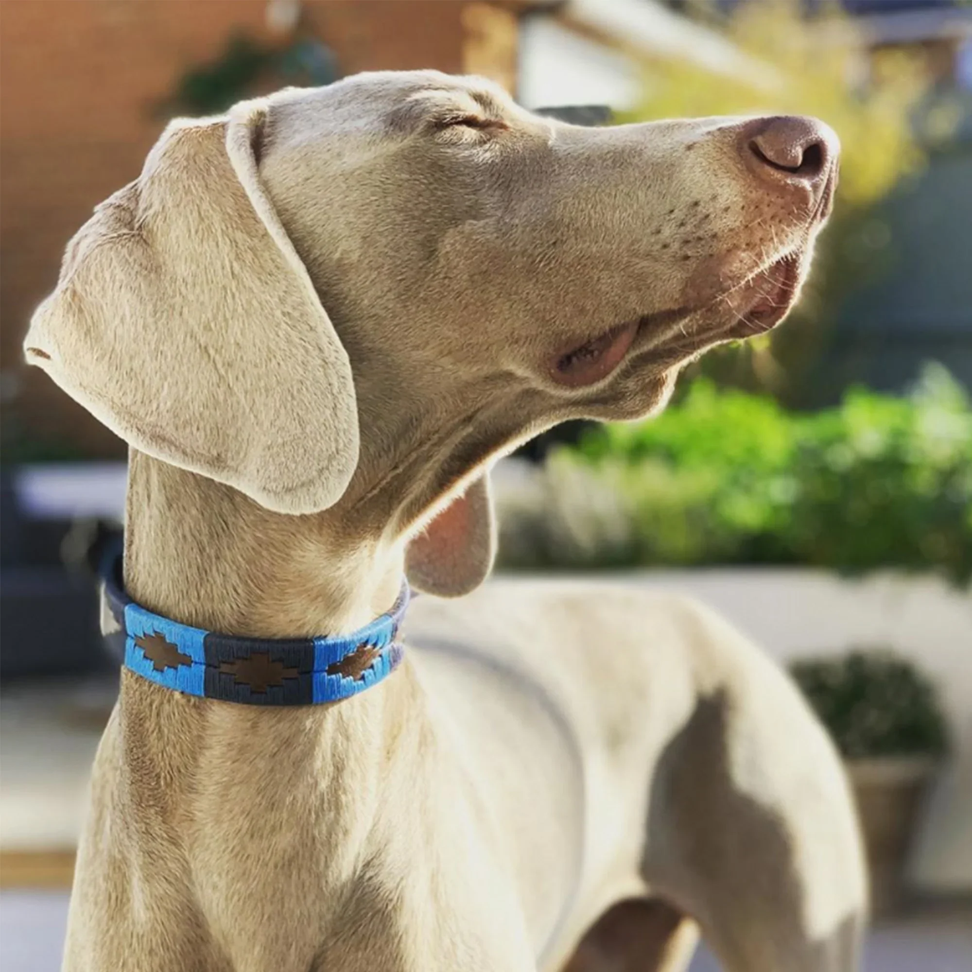 Azules_dog_collar.webp
