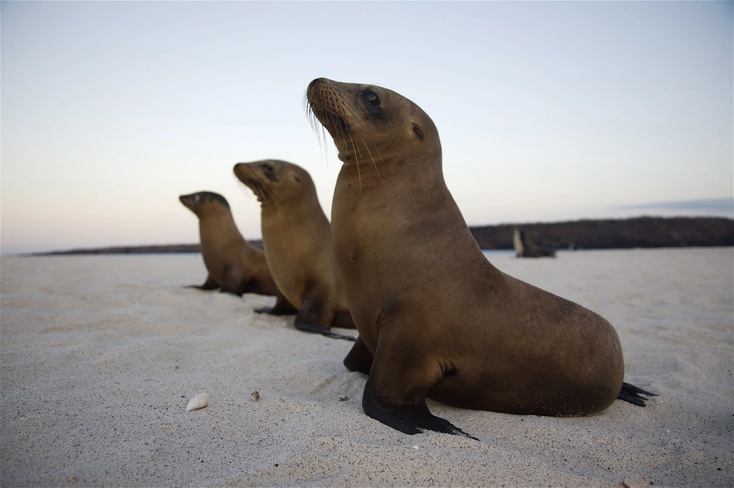 Montemar Eco Luxury Villas, Galapagos (9).jpg