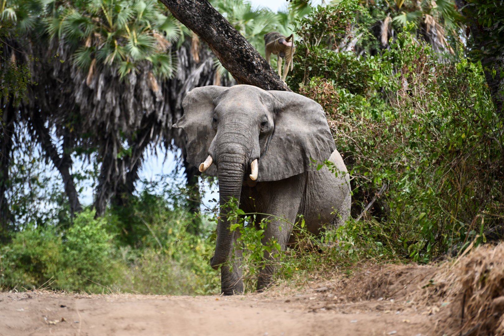 2022_Asilia Usangu Ed_Usangu Expedition Camp_Tanzania_Ruaha National Park_Emma_Elephant_.jpg