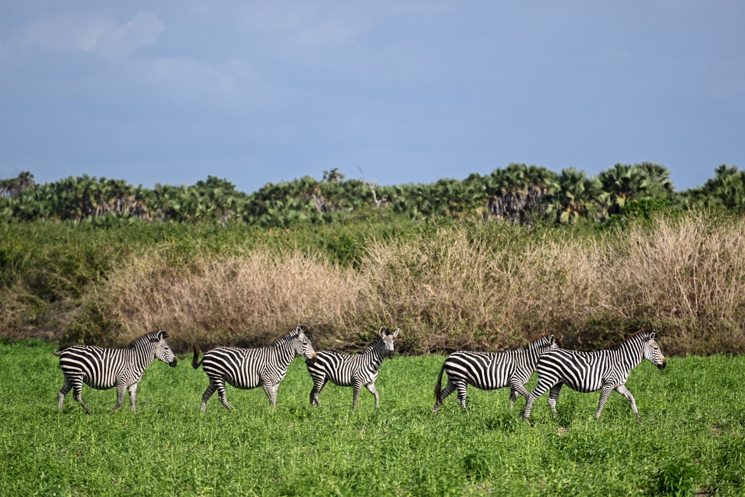 2022_Asilia Usangu Ed_Usangu Expedition Camp_Tanzania_Ruaha National Park_Emma_Zebras.jpg
