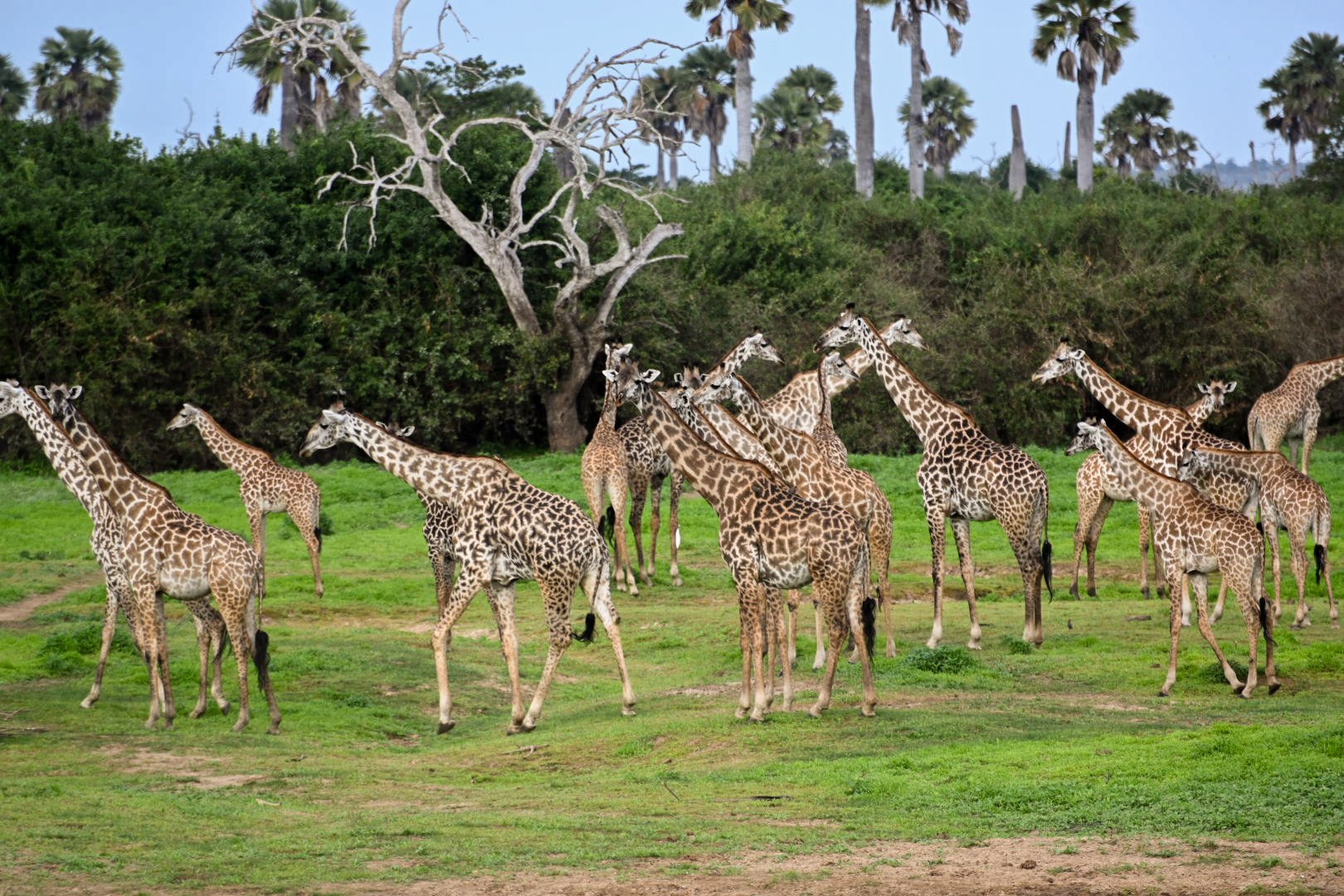 2022_Asilia Usangu Ed_Usangu Expedition Camp_Tanzania_Ruaha National Park_Emma_Giraffe.jpg