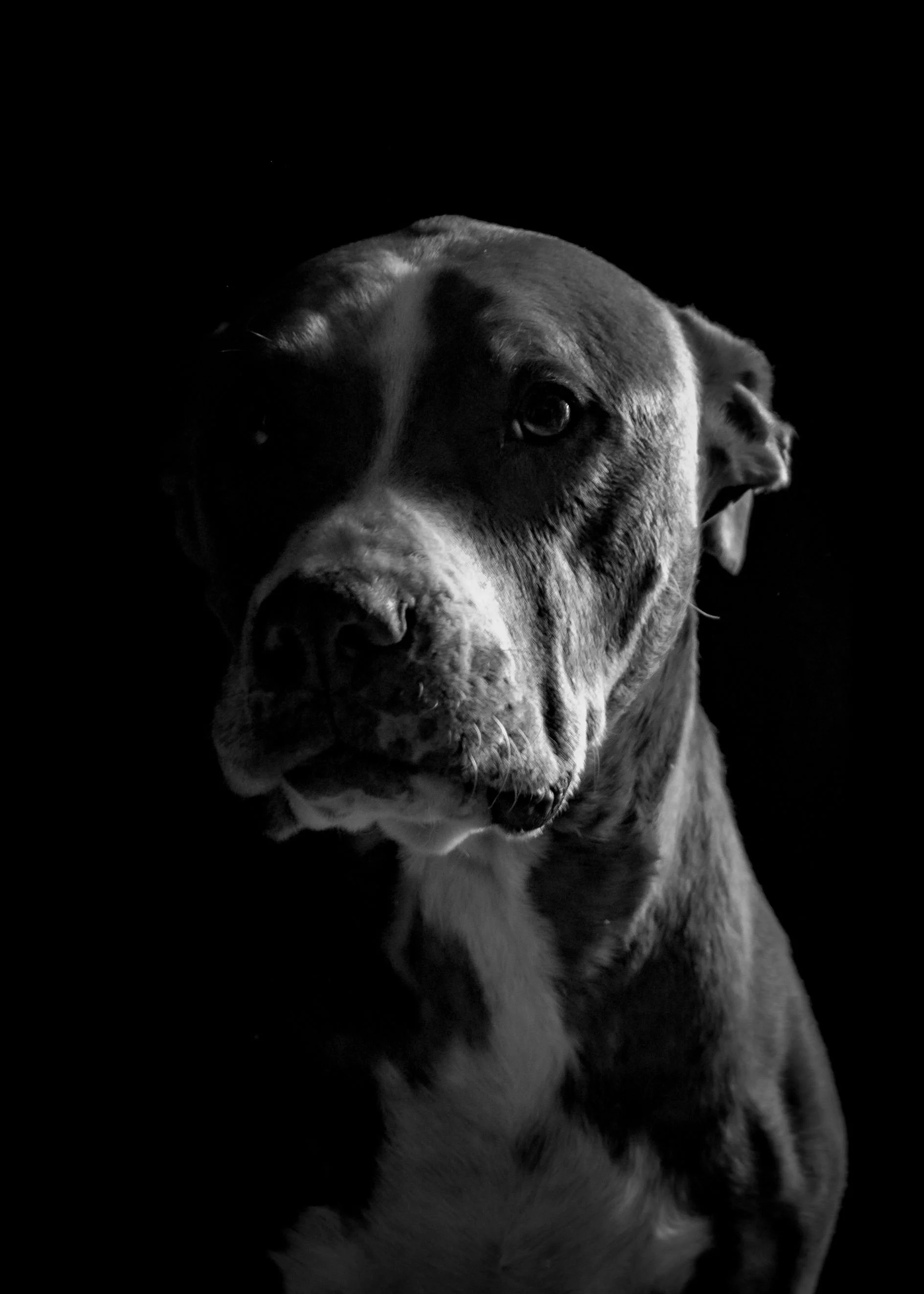 A black and white photo of a dog with a brindle coat, looking to the side, with a dark background.