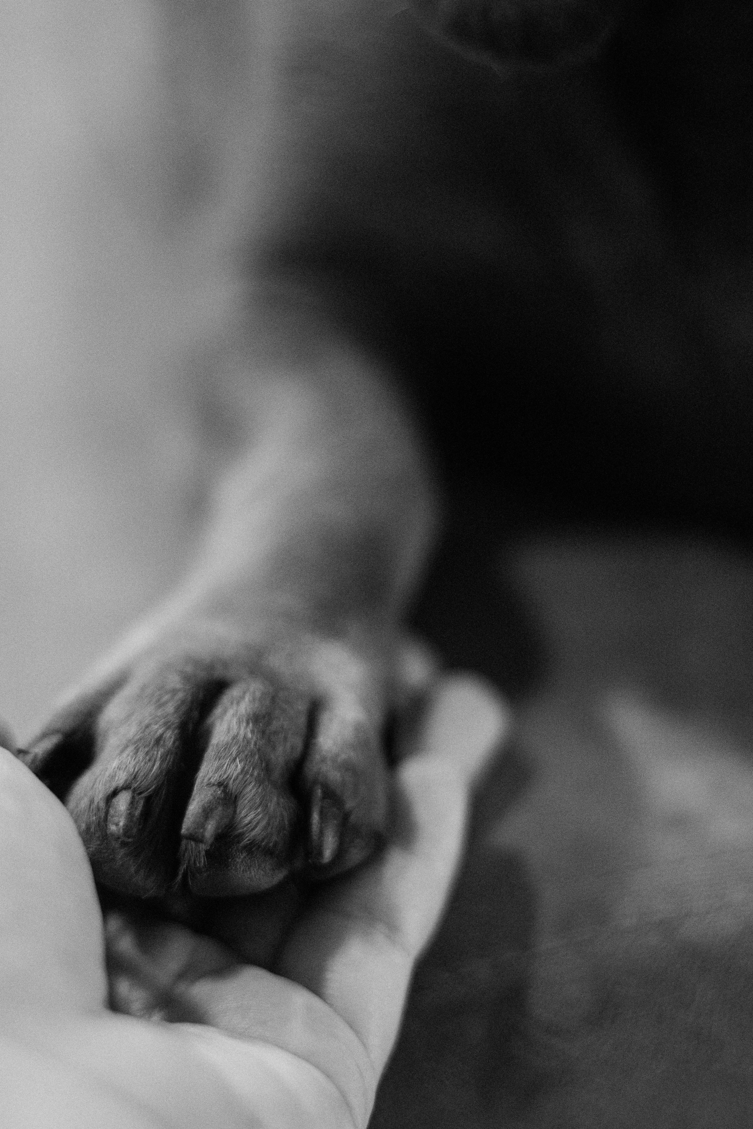A close-up of a person's hand holding a small animal, possibly a kitten, with a blurred background in black and white.