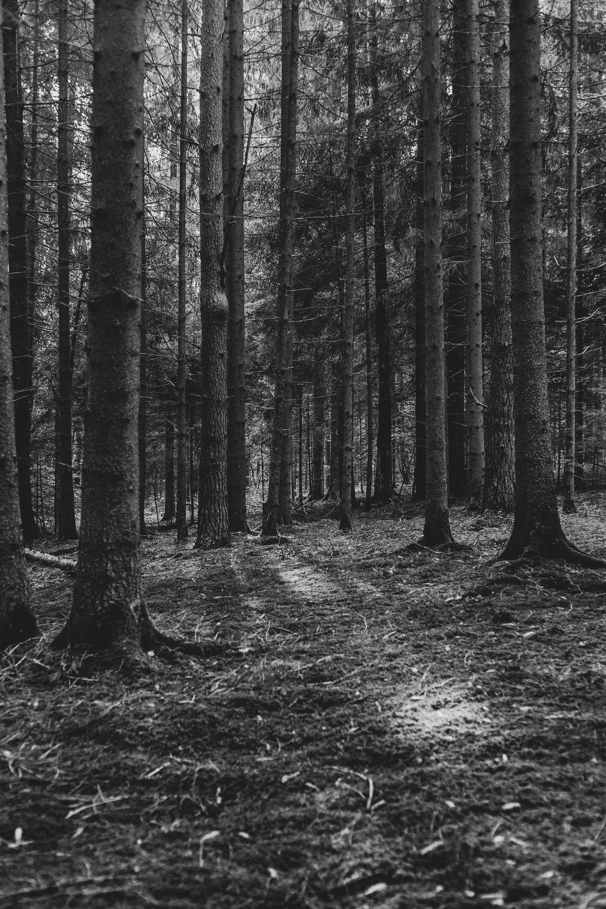 A black and white image of a dense forest with tall trees and a clear ground covered with leaves and small plants.