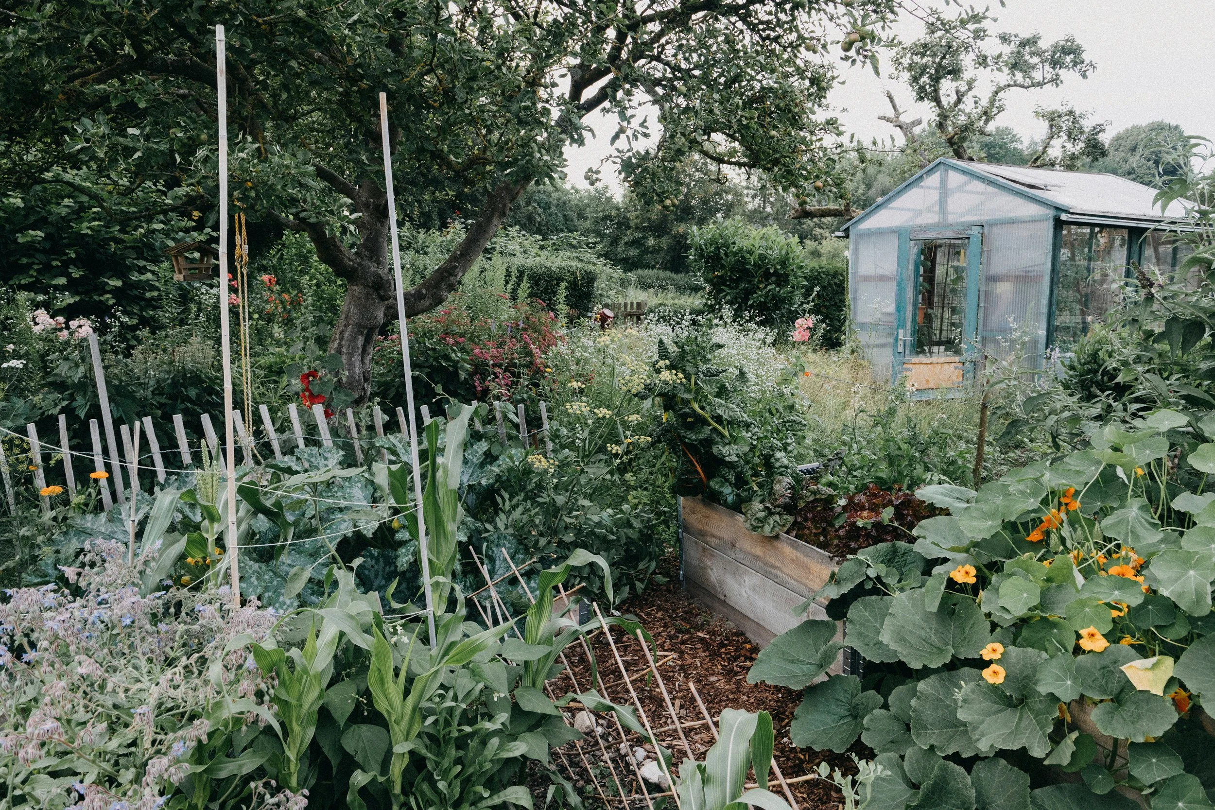 A lush garden with various flowering plants and vegetables, a large tree with apples, and a small blue greenhouse on the right side.
