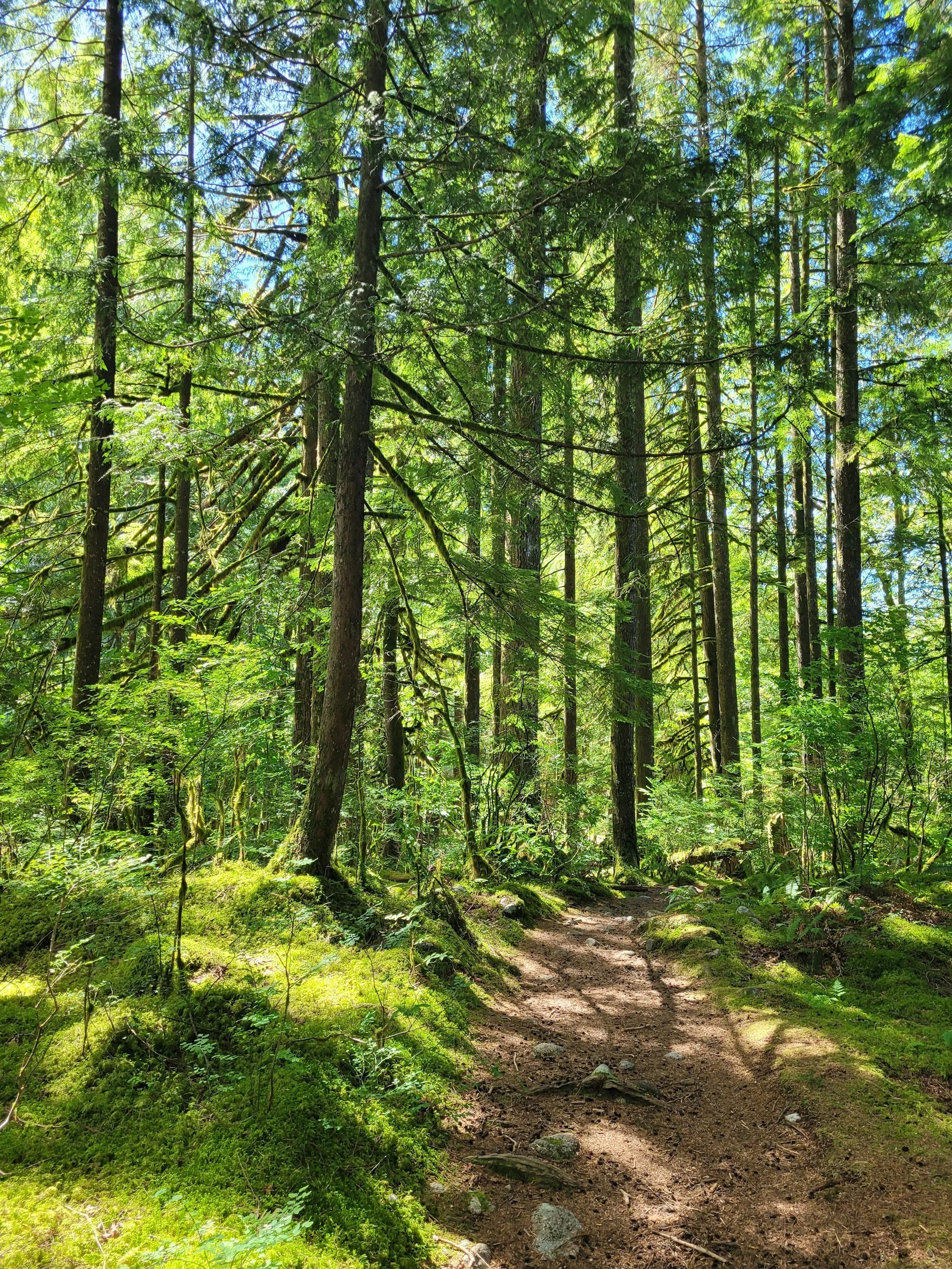 A forest scene with a dirt path surrounded by tall trees with green leaves, patches of moss, and sunlight filtering through the canopy.