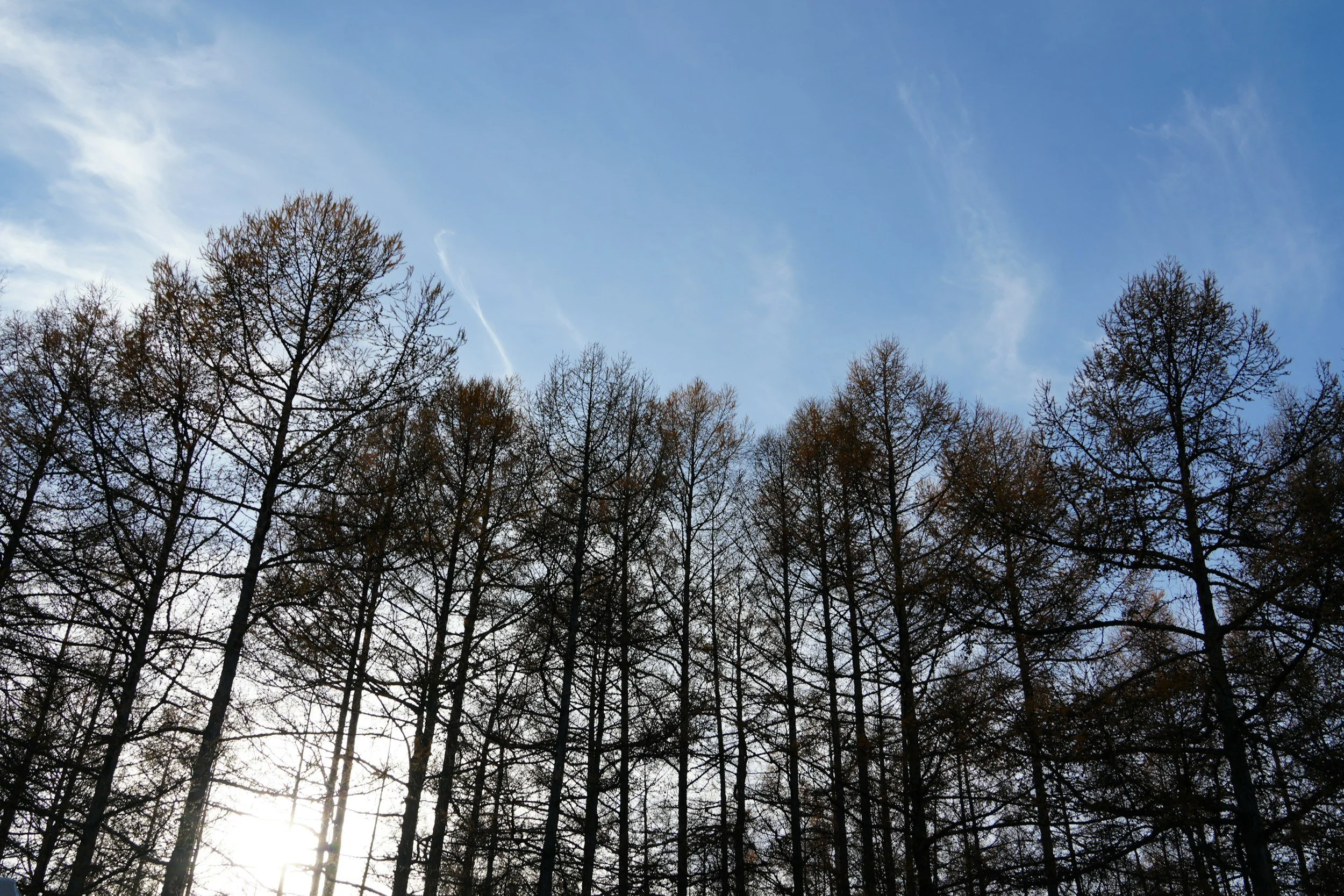 View of leafless trees against a bright blue sky with some wispy clouds.