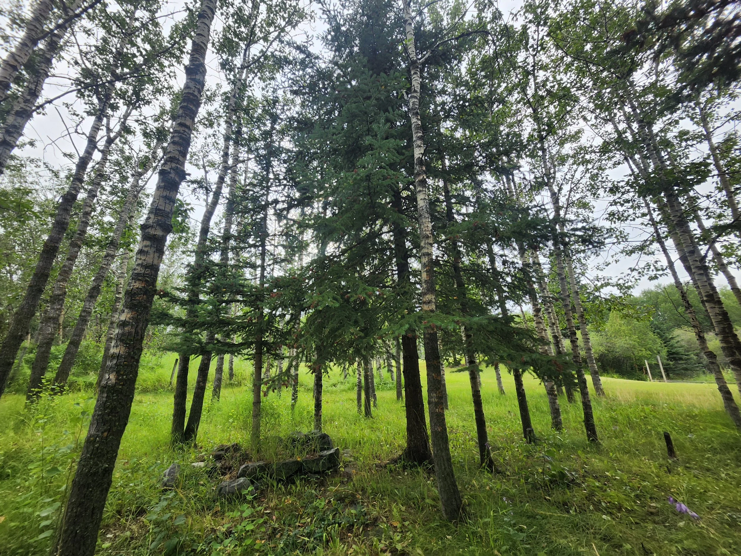 Private walking trails at Kirstyn Richards Physiotherapy in Bearspaw, Alberta