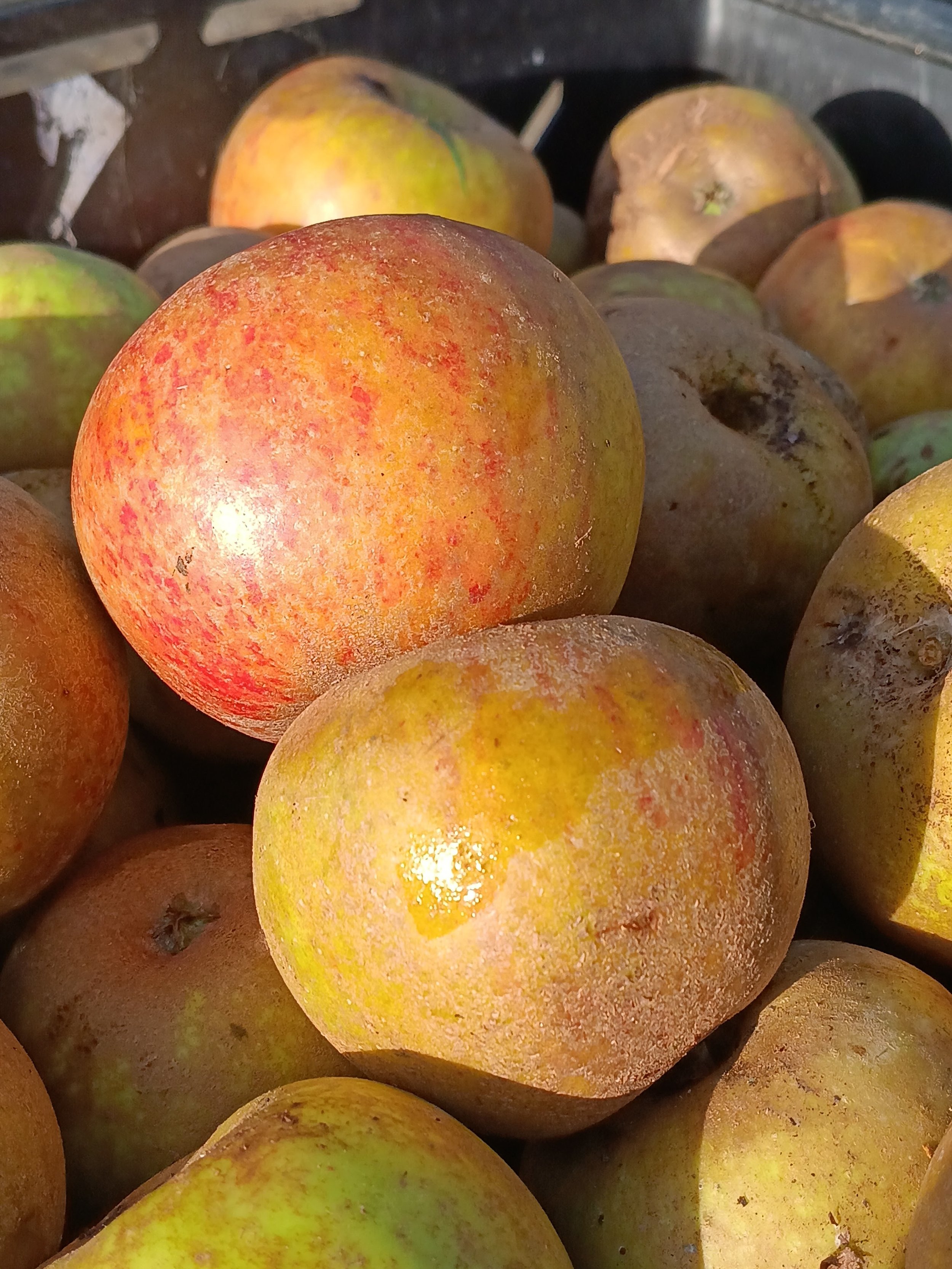 Ashmead's Kernel, Gloucestershire's most famous apple