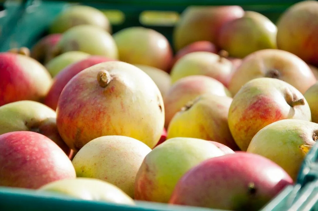 A collection of apples in a green basket at a market or store.