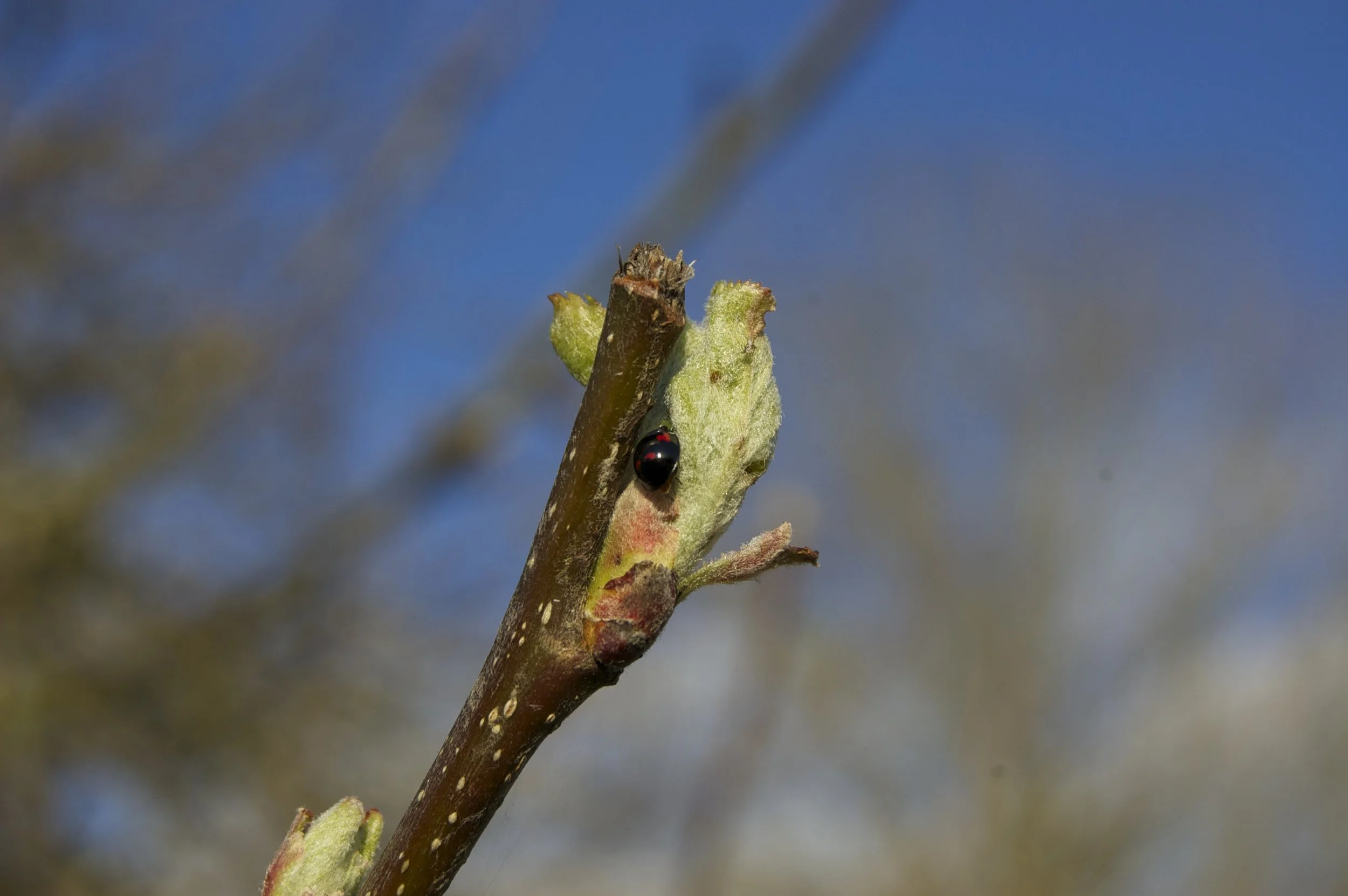 Close-up of a budding plant branch with a ladybug on it against a blue sky background.