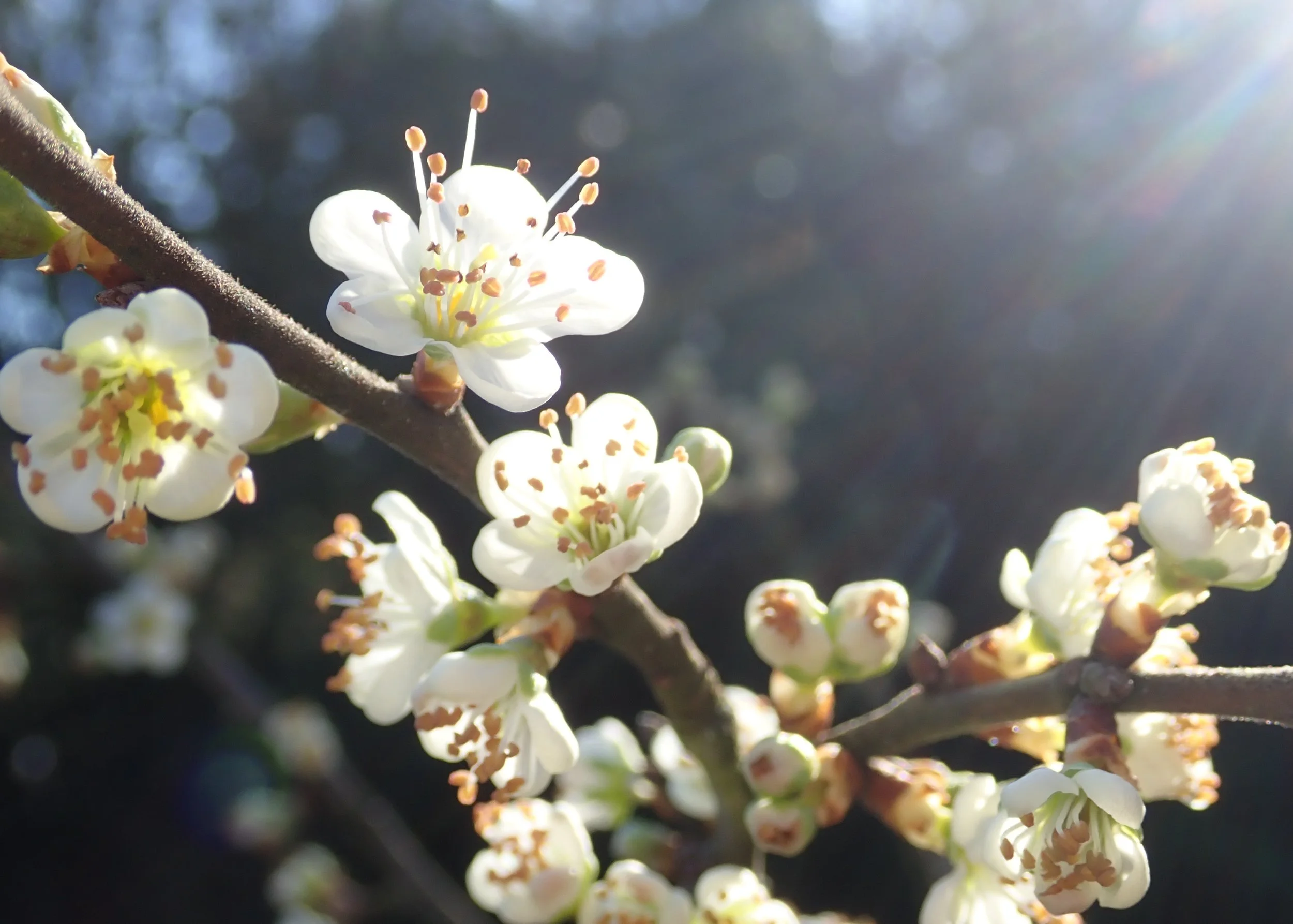 Close-up of white blossoms on a tree branch with sunlight in the background.