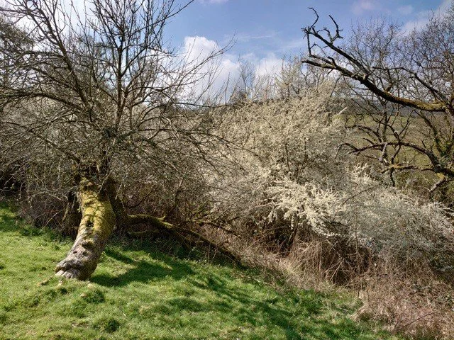 A fallen tree leans on other trees in a grassy area, with flowering trees and a partly cloudy sky in the background.