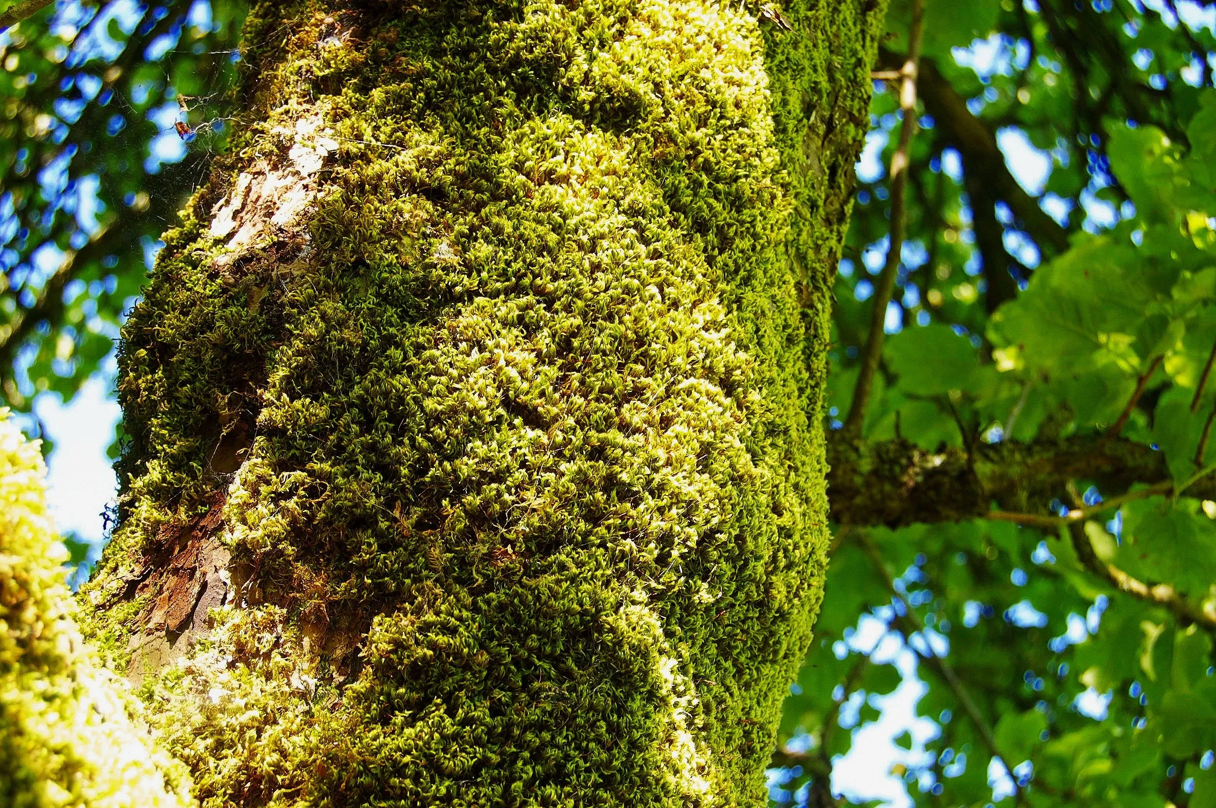A close-up of a tree trunk covered in bright green moss, with out-of-focus green leaves and blue sky in the background.