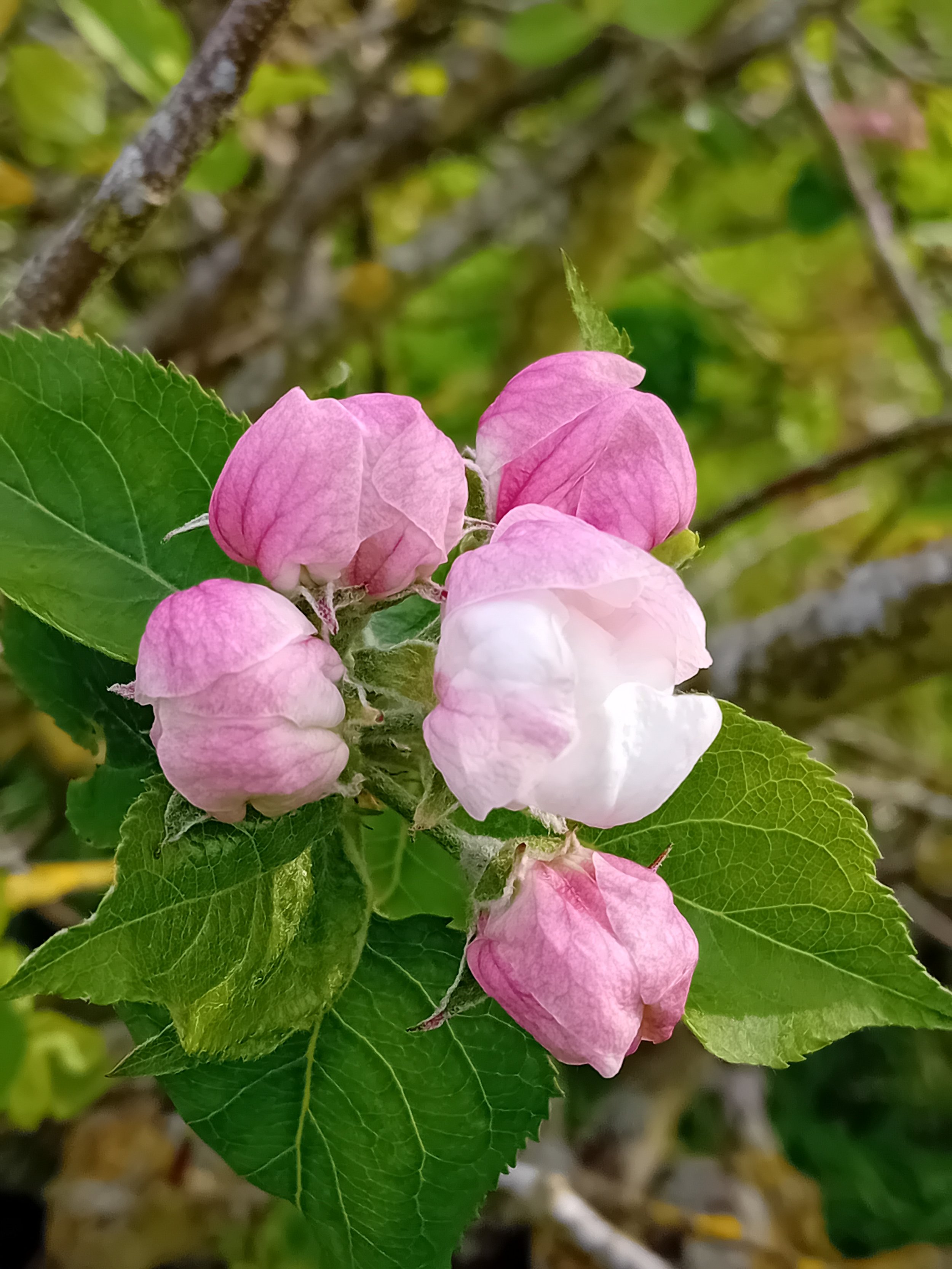 Close-up of pink and white flowers with green leaves and branches in the background.