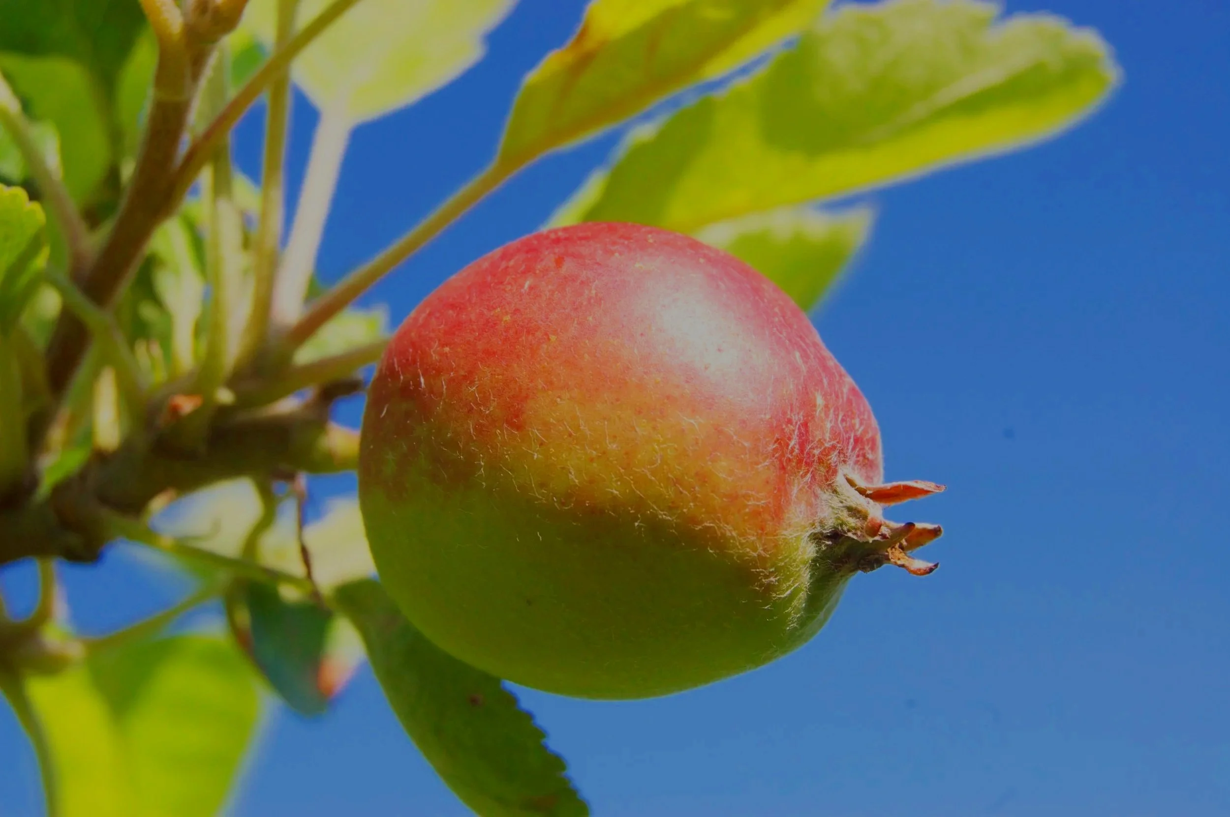 A close-up of a red and green apple hanging from a tree branch with green leaves against a bright blue sky.