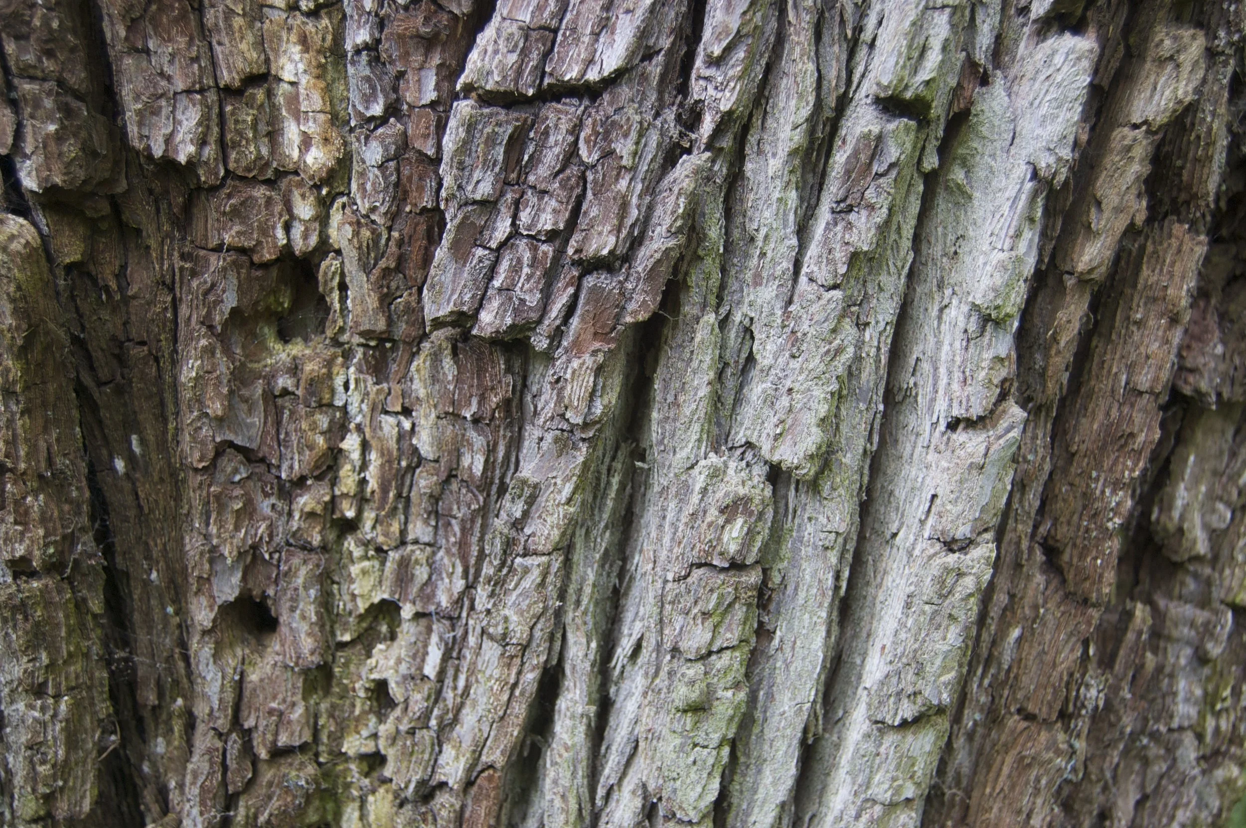 Close-up view of tree bark with rough, textured surface and varying shades of brown and gray.