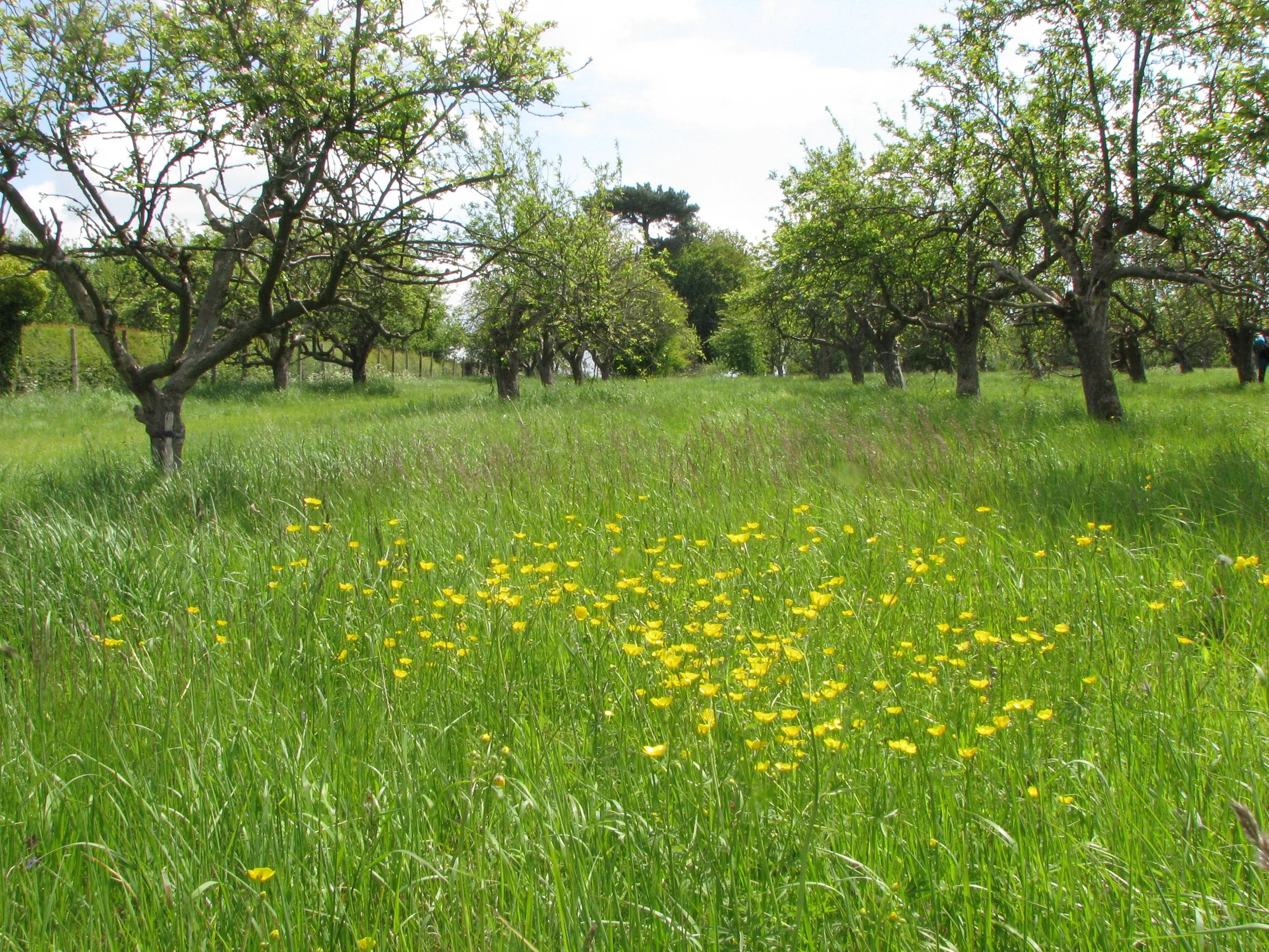 A green field with yellow flowers in the foreground, lined with trees with twisted branches and green leaves, under a partly cloudy sky.