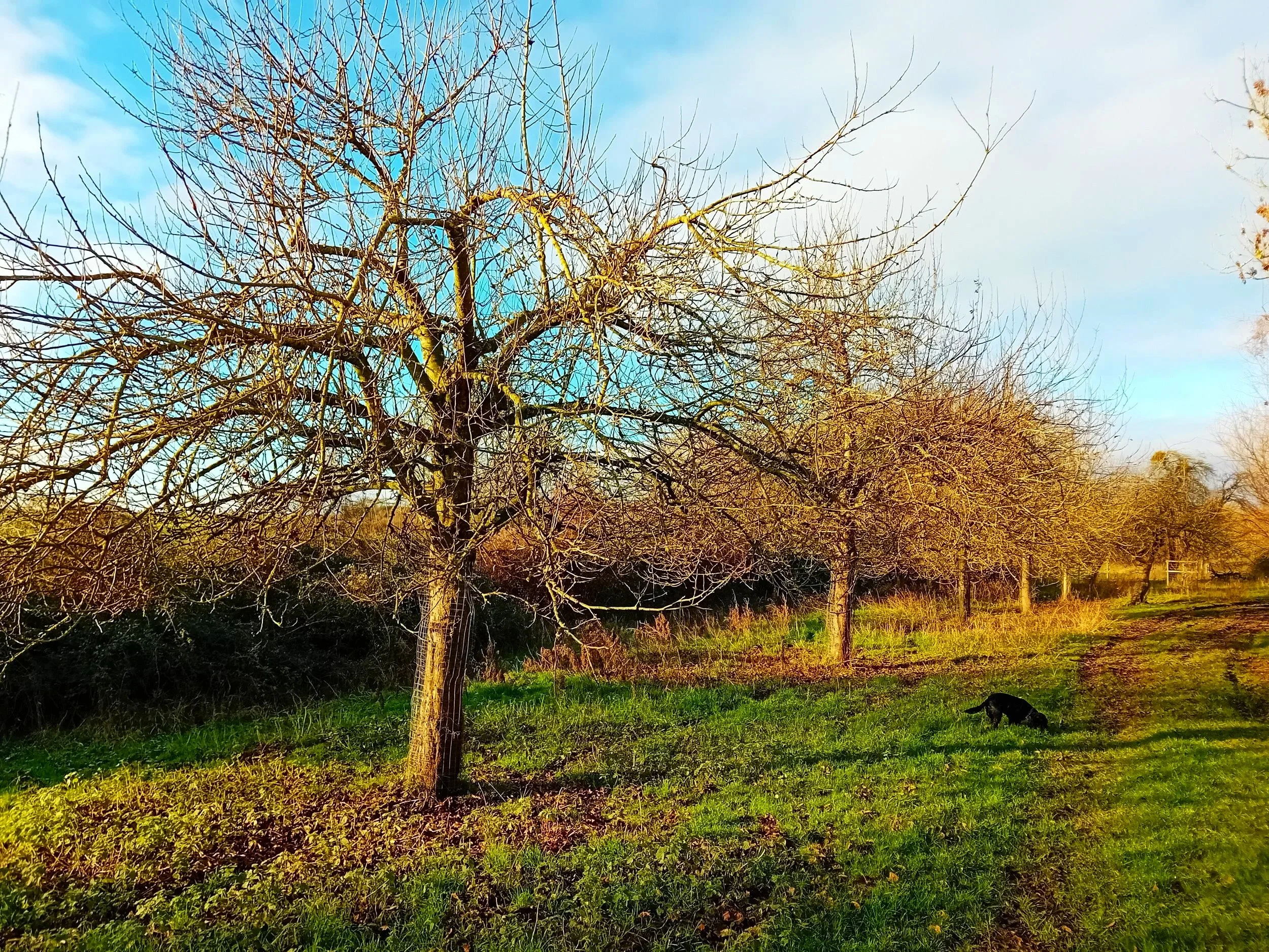 A leafless tree in a grassy field with a black dog nearby, under a partly cloudy sky during late afternoon or early evening.