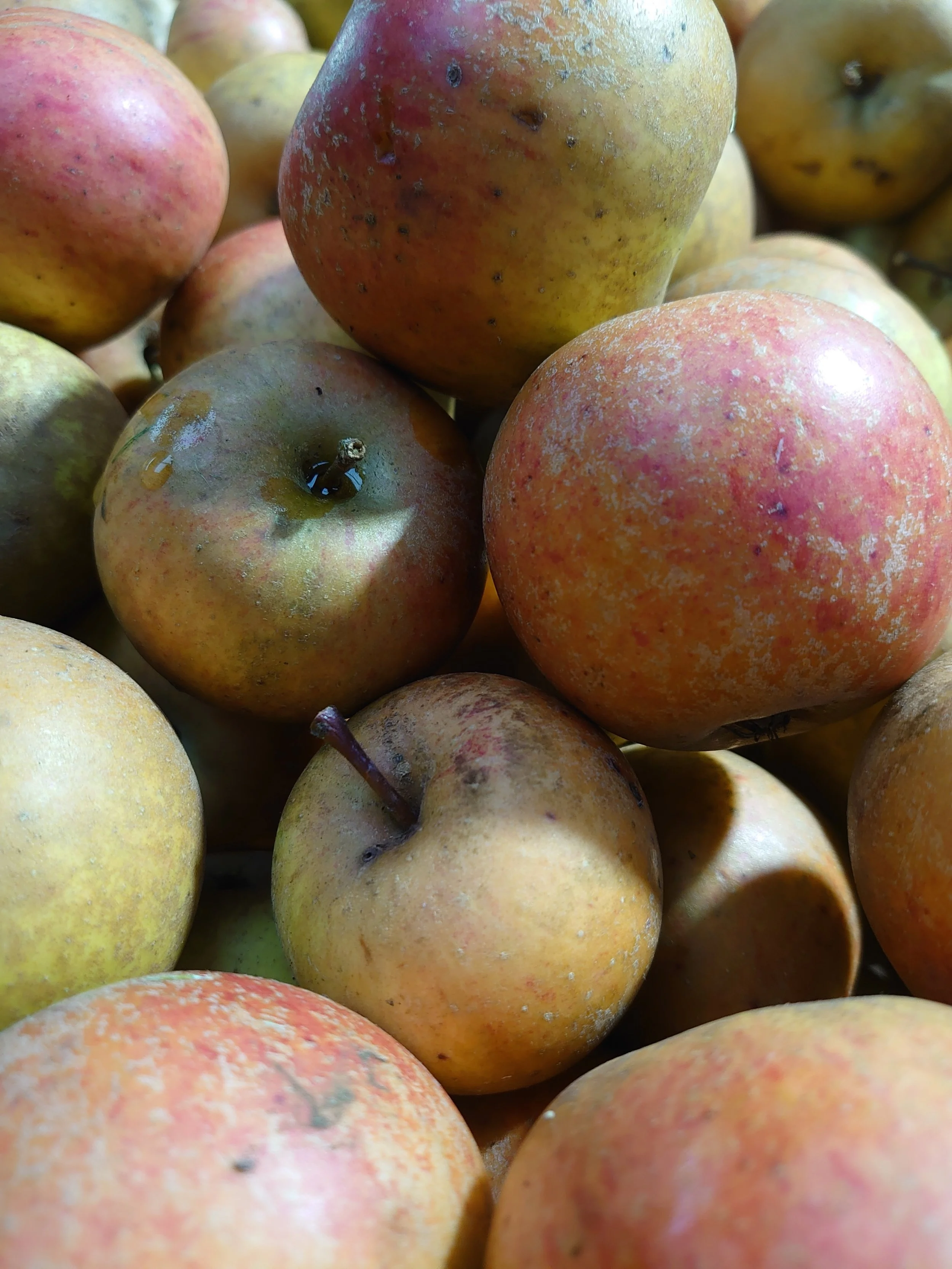 Close-up of several apples with yellow and red coloring, some with dark spots and water droplets.