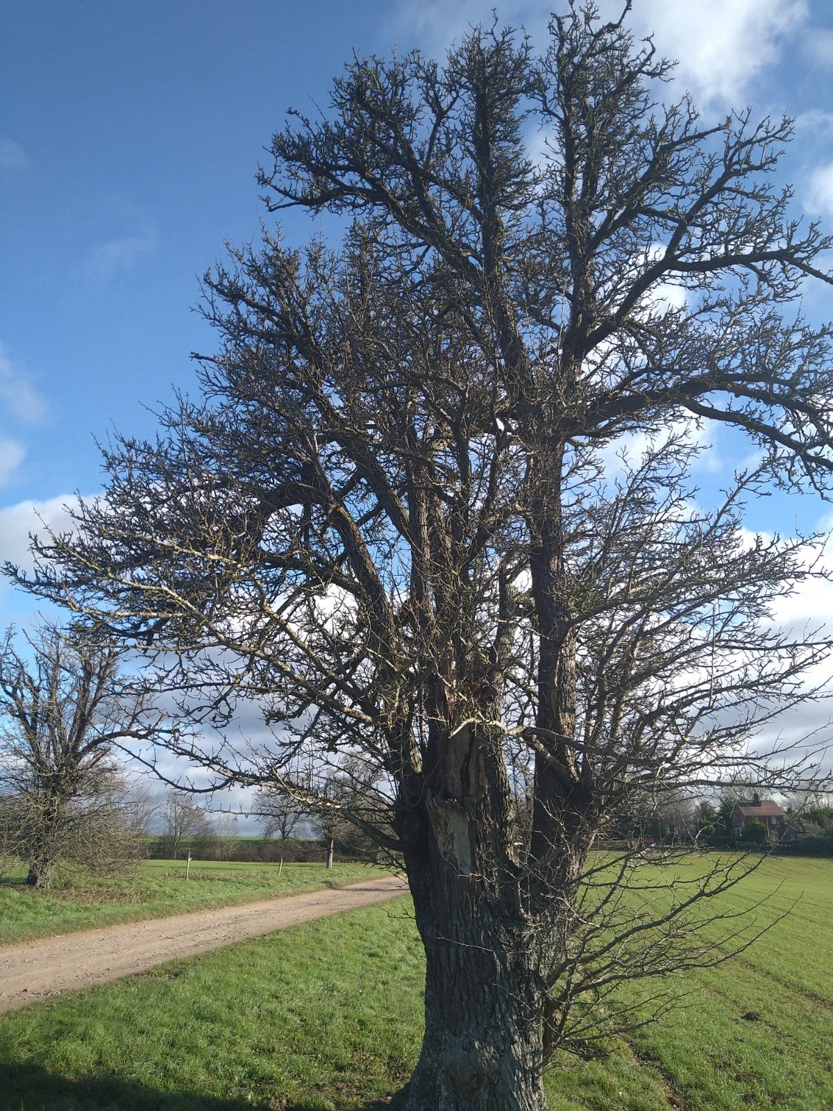 Deciduous tree with bare branches standing near a dirt path in a grassy parkland under a partly cloudy sky.