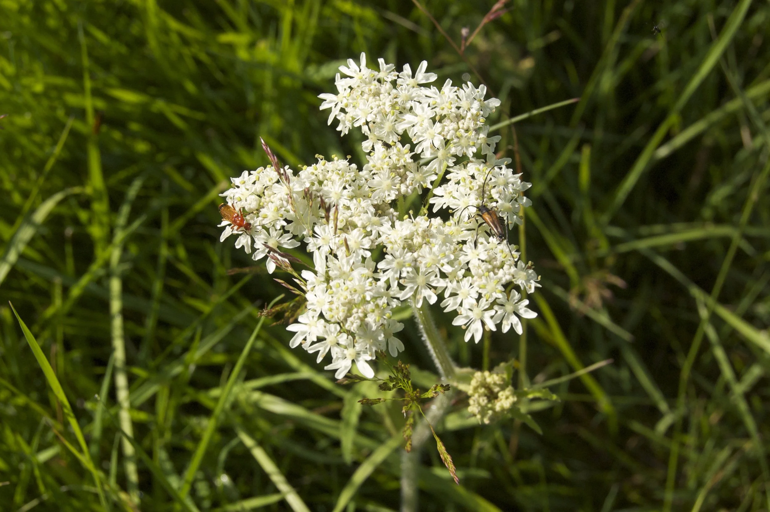 Close-up of white flowering plant with small flowers, surrounded by green grass and foliage, with insects nearby.