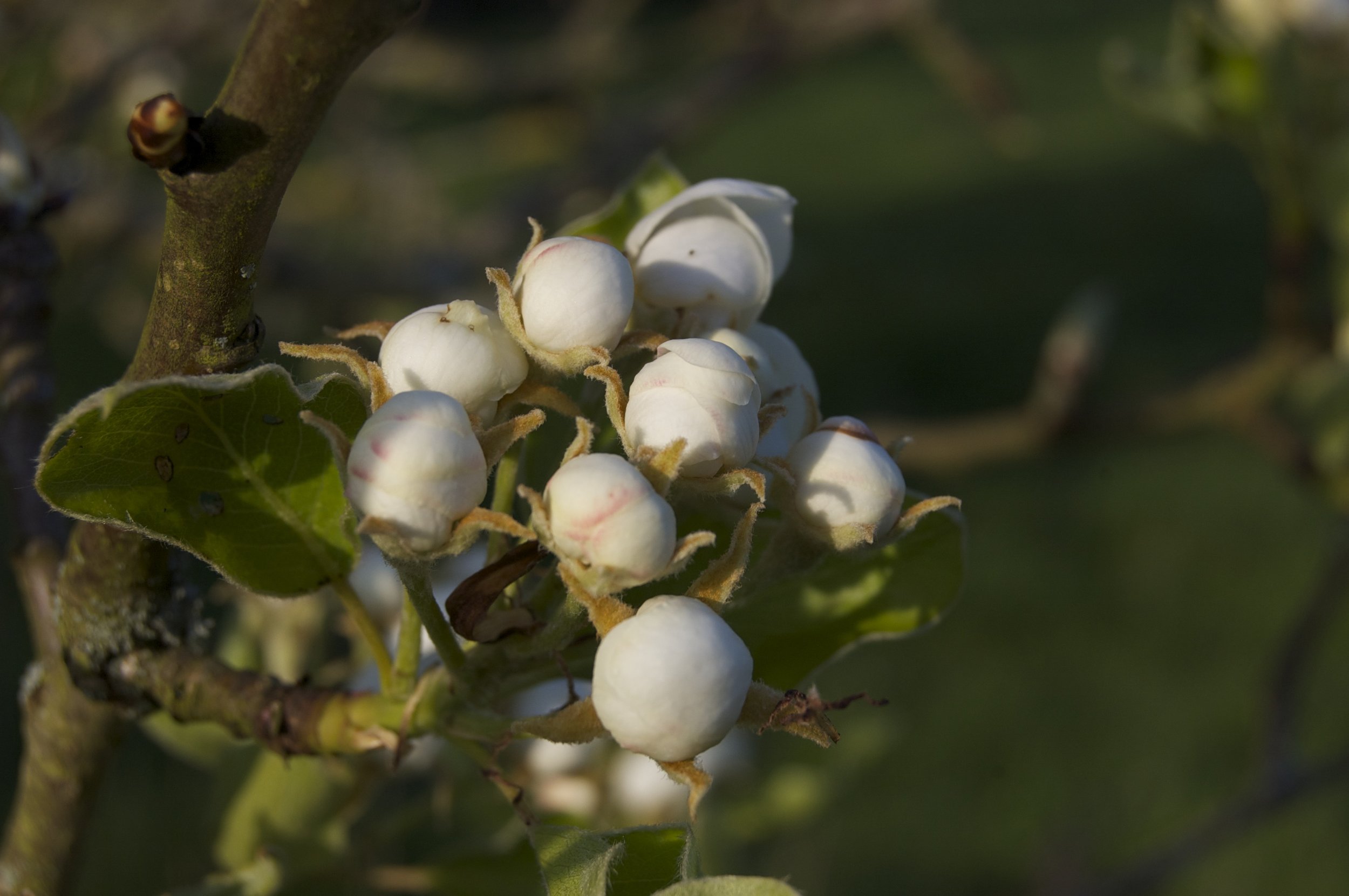 Close-up of a cluster of white berries growing on a branch with green leaves, with sunlight illuminating the scene.