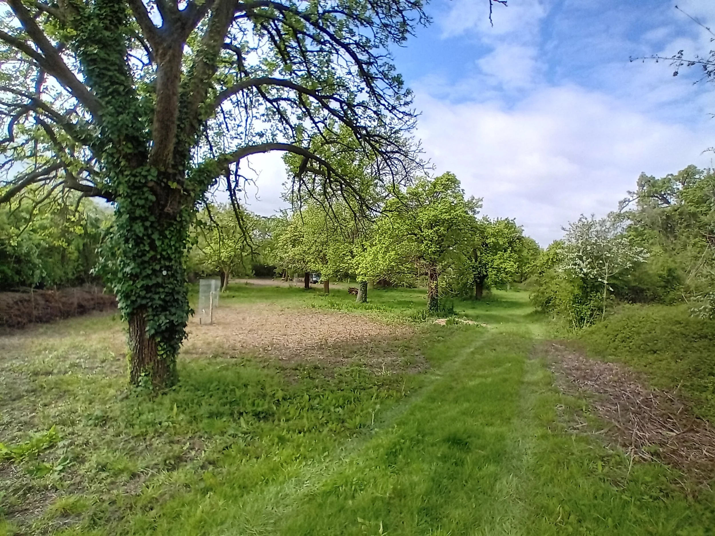 A park scene with a large tree covered in ivy, surrounded by green grass and other trees under a partly cloudy blue sky.