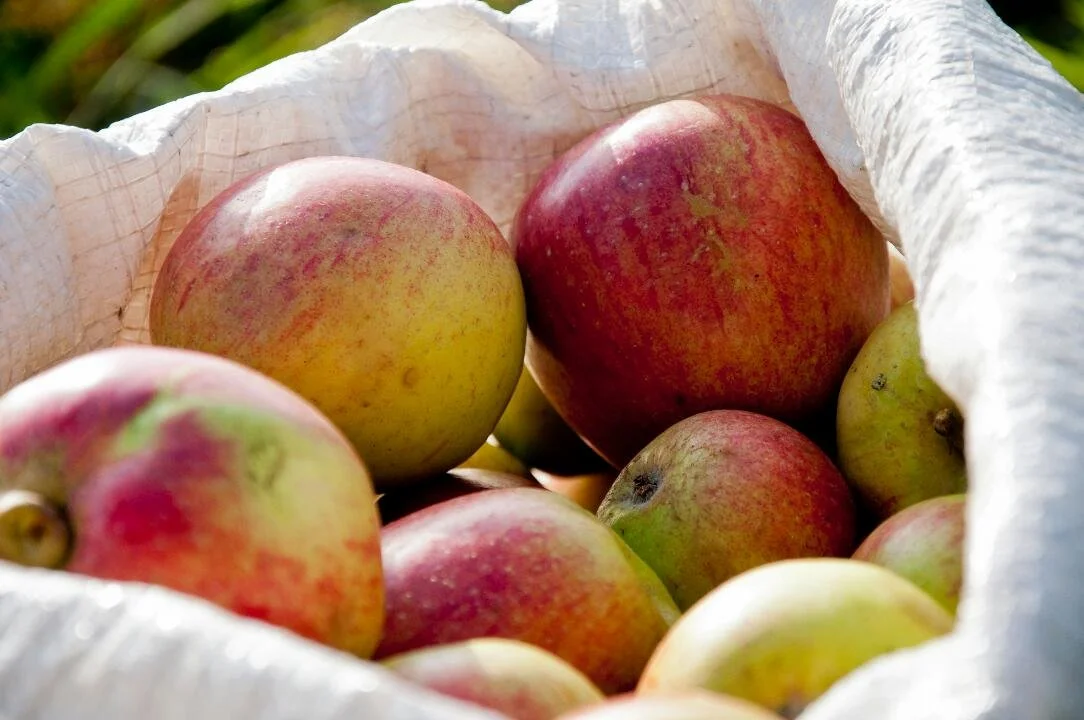 Ripe, hand-picked apples on their way to the press