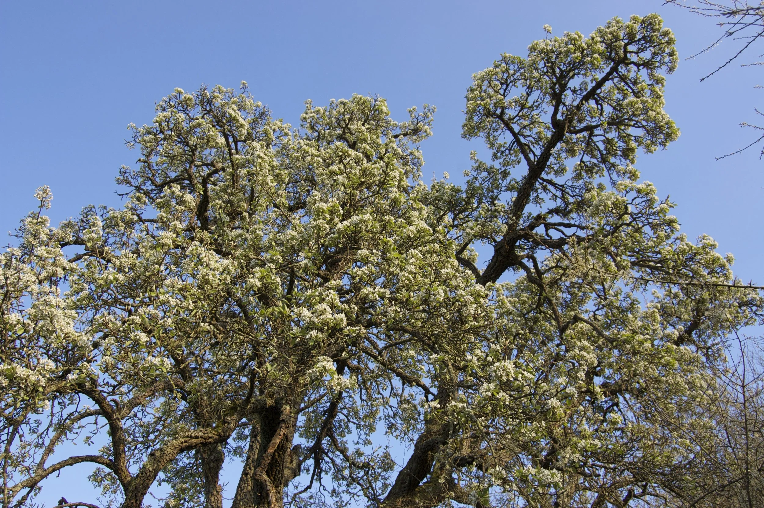 The beauty of pear blossom in the spring