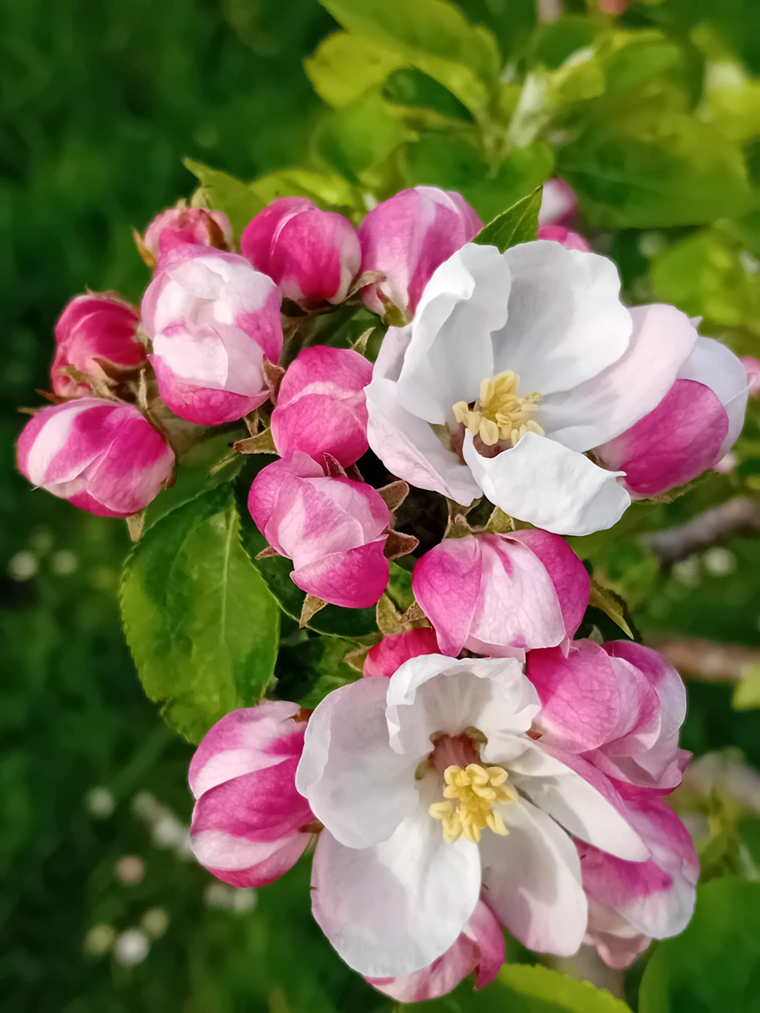 Beautiful apple blossom in the spring