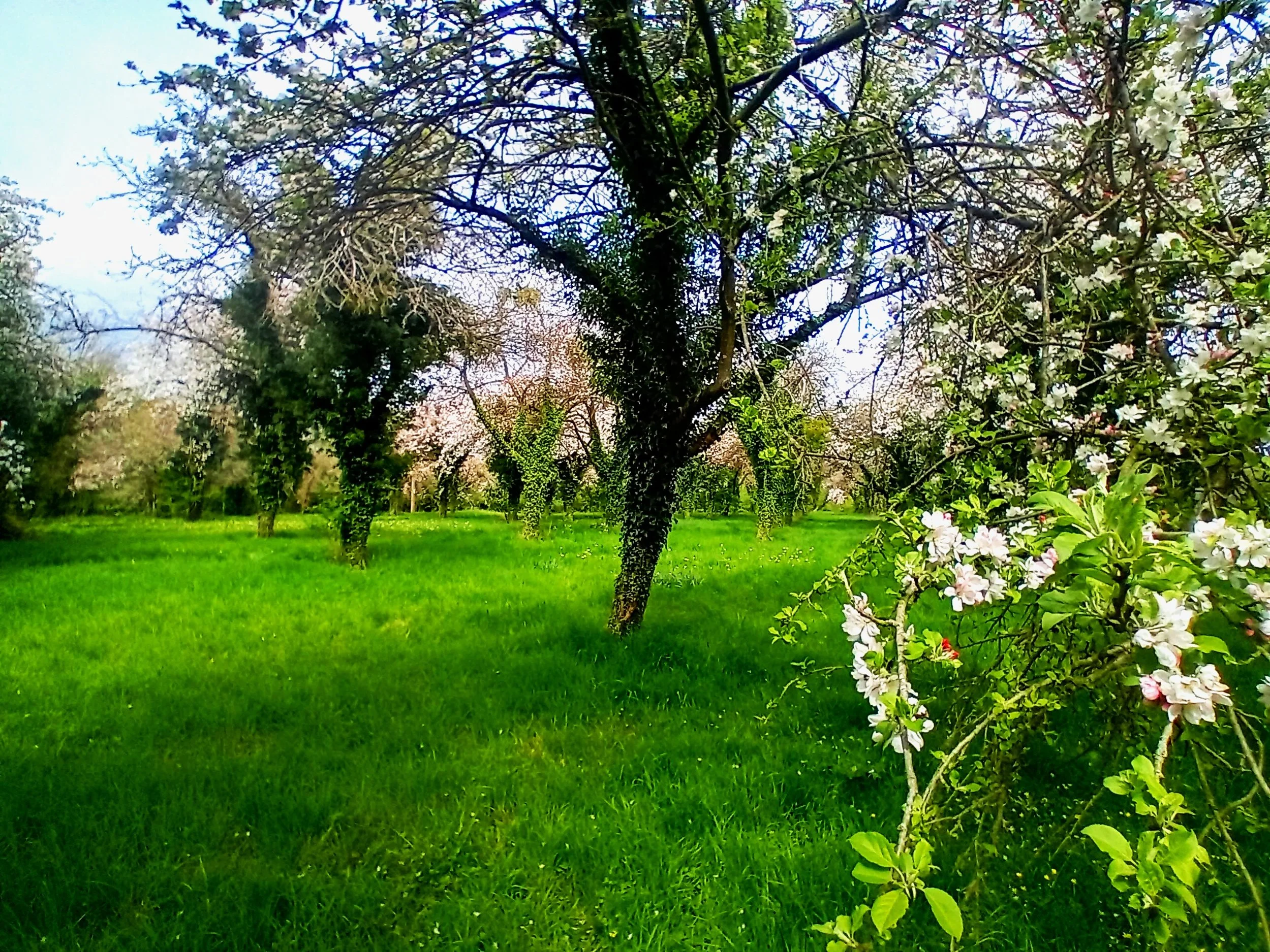Traditional cider apple orchard in Dymock