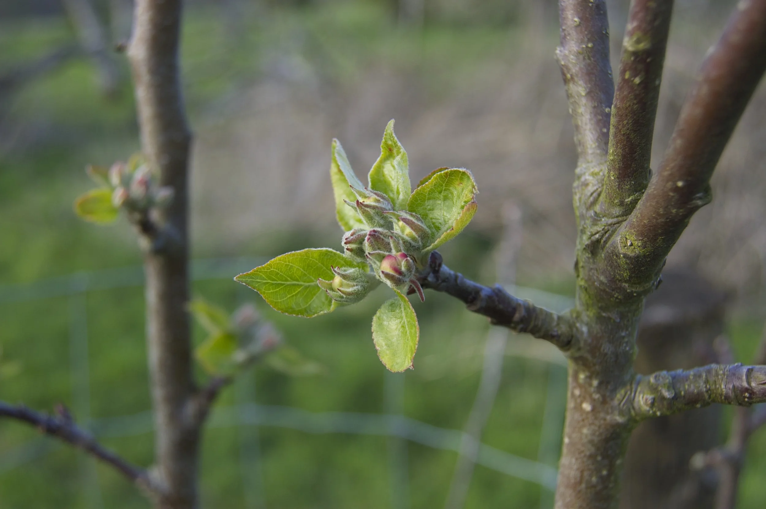 Close-up of a young green leaf and a cluster of small unopened flower buds on a tree branch with a blurred green background.