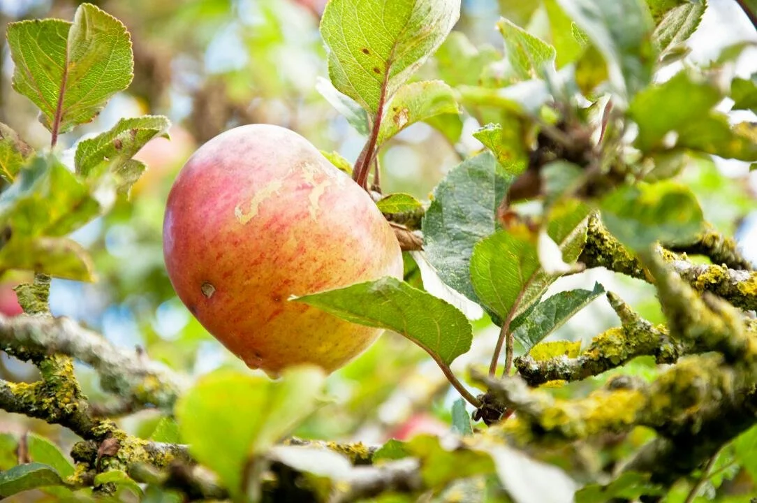A ripe apple hanging on an apple tree branch surrounded by green leaves.