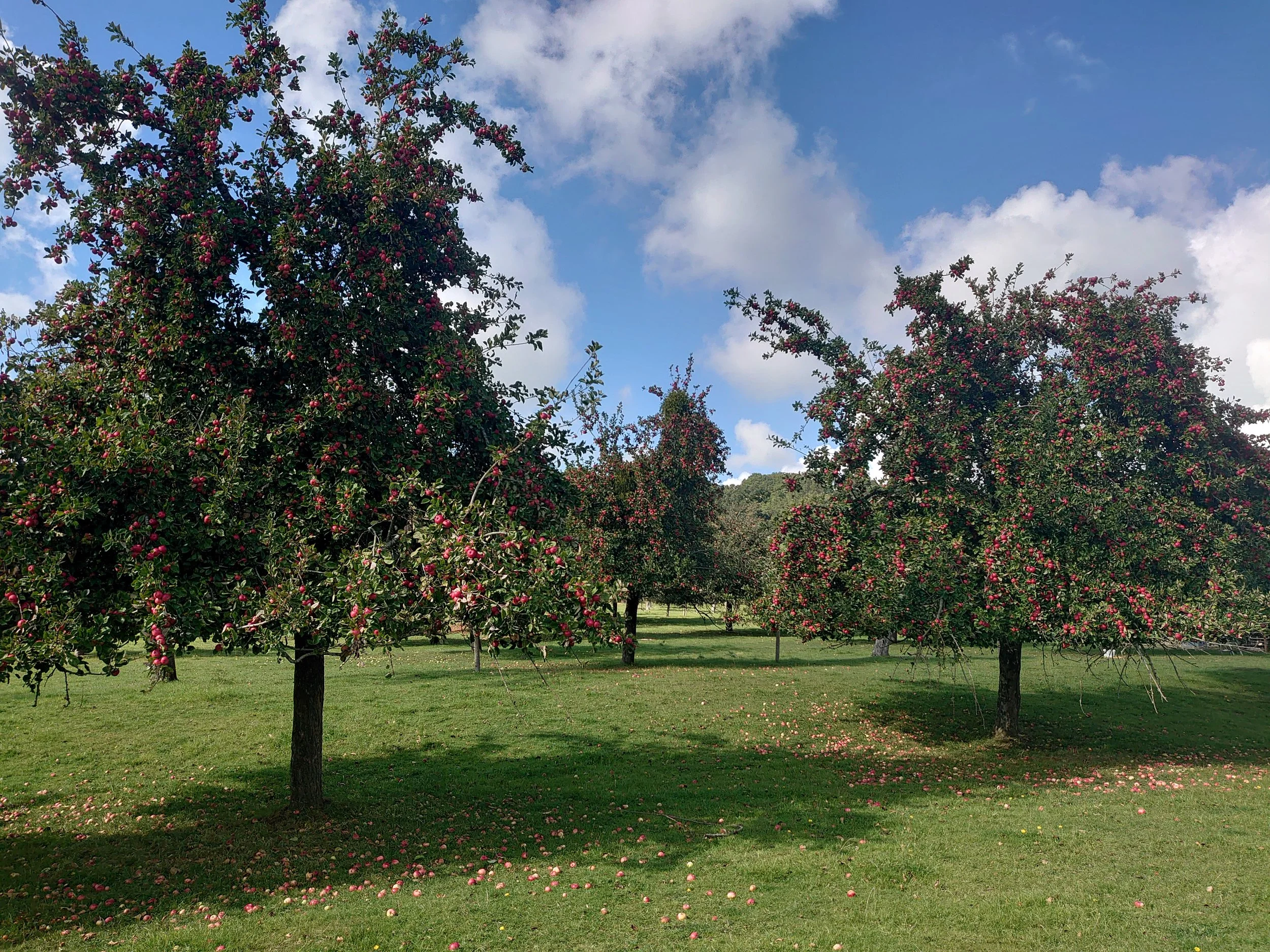 Traditional orchard in Ashleworth, Gloucestershire, from where we get Brown's, Yarlington Mill, Dabinett and other cider apples