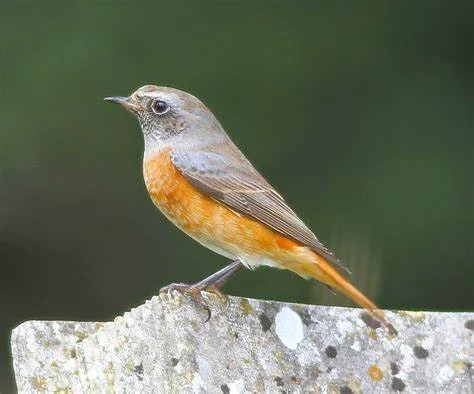 A small bird with a gray head and orange breast perches on a moss-covered stone.