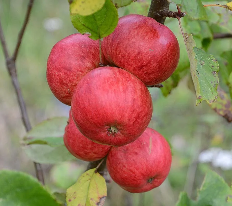 Eden - a declicious Gloucestershire eating apple