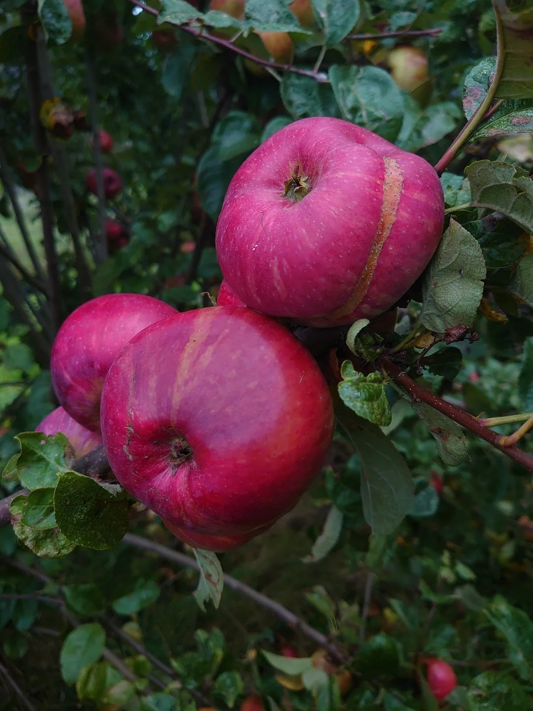 Three ripe red apples hanging on a branch with green leaves.