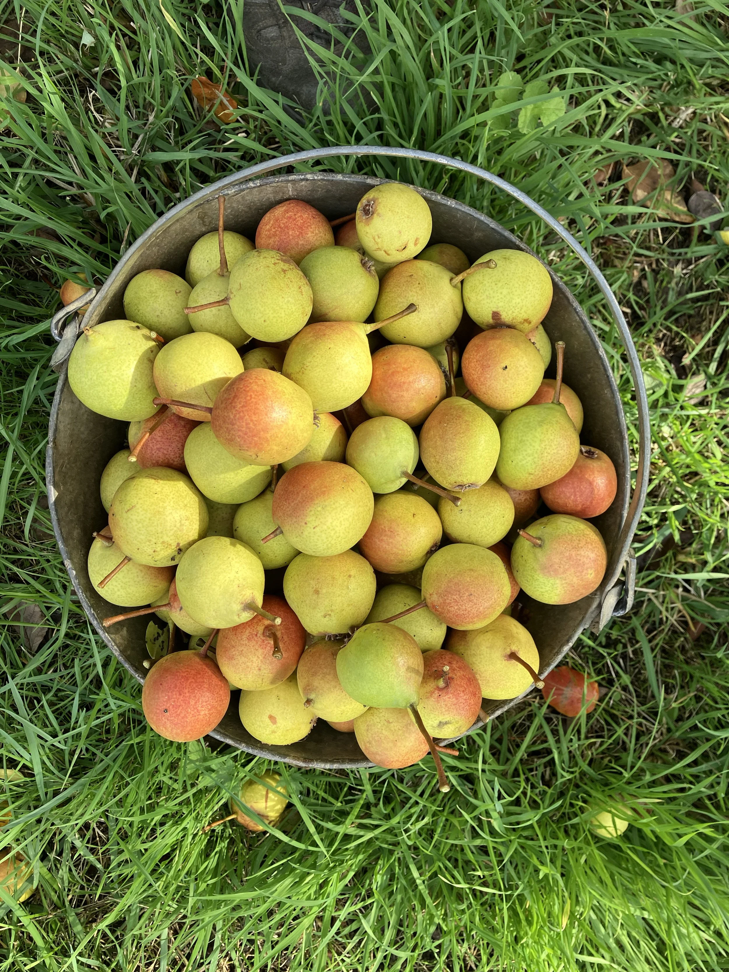 A metal bucket filled with Suffold thorn perry pears, gathered from Henley Bank orchard