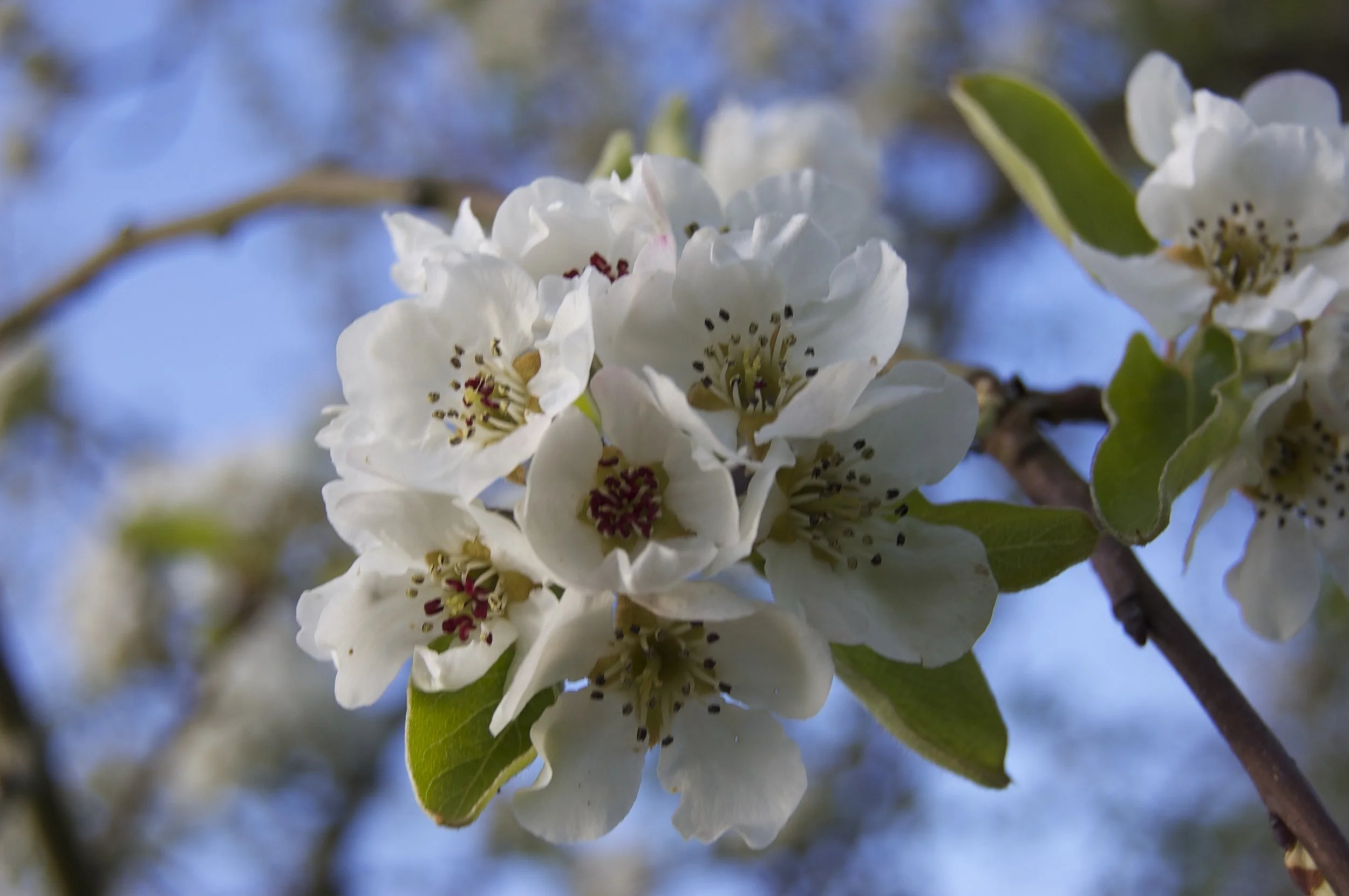 Close-up of white blossoms on a tree branch with green leaves and a blue sky background.
