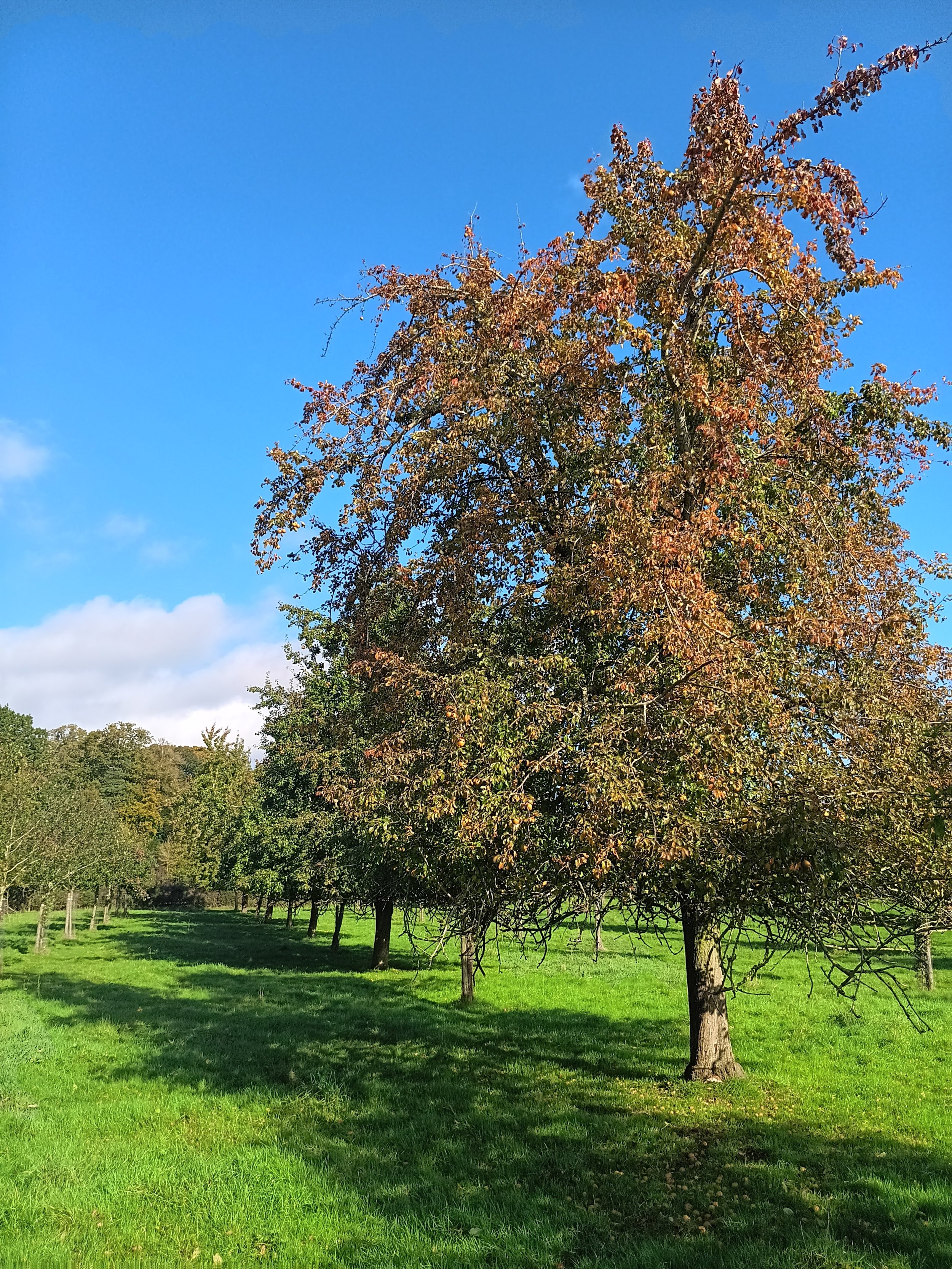Perry pears trees (Hendre Huffcap) in west Gloucestershire