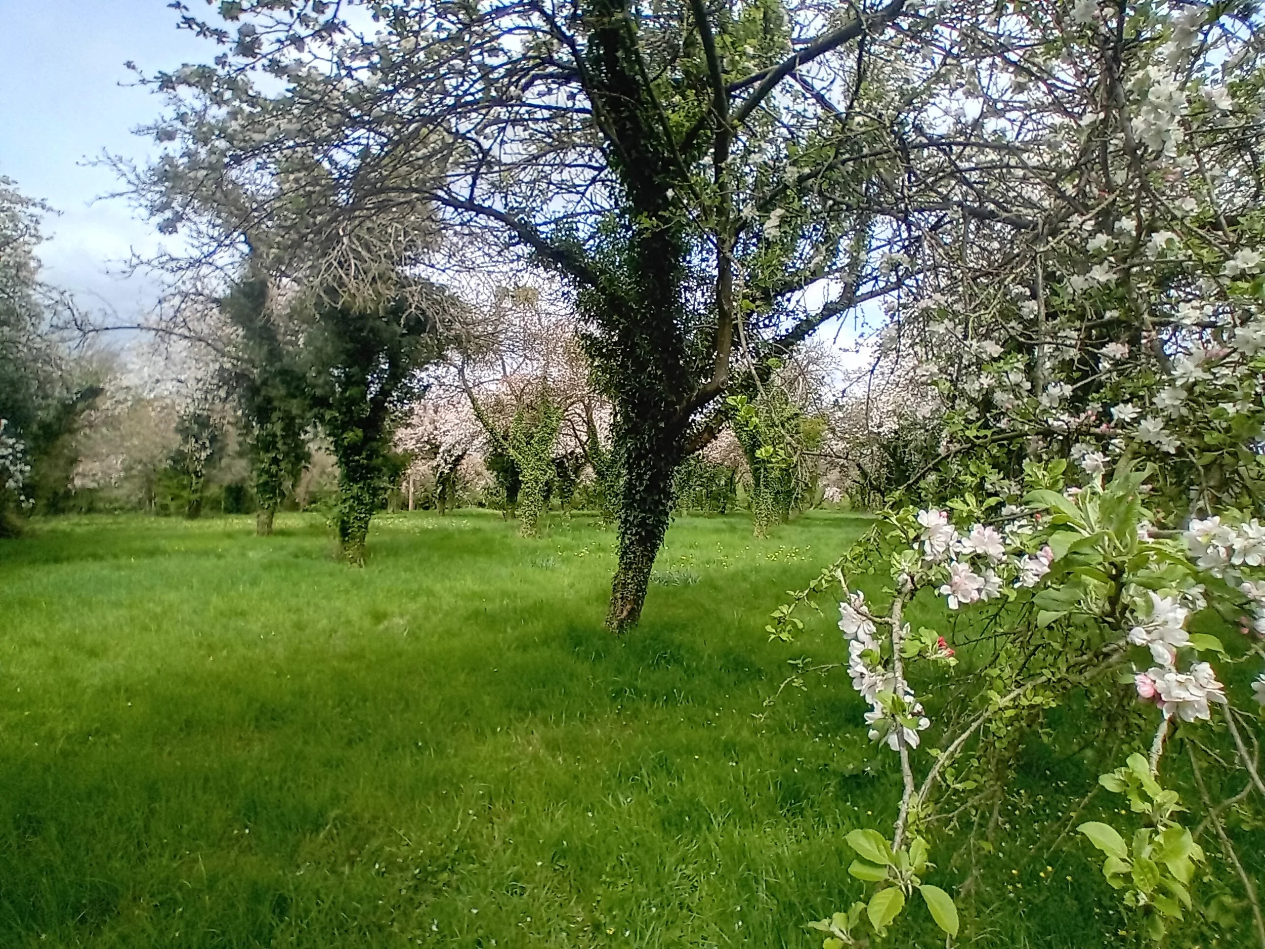 Traditional orchard near Dymock, Gloucestershire
