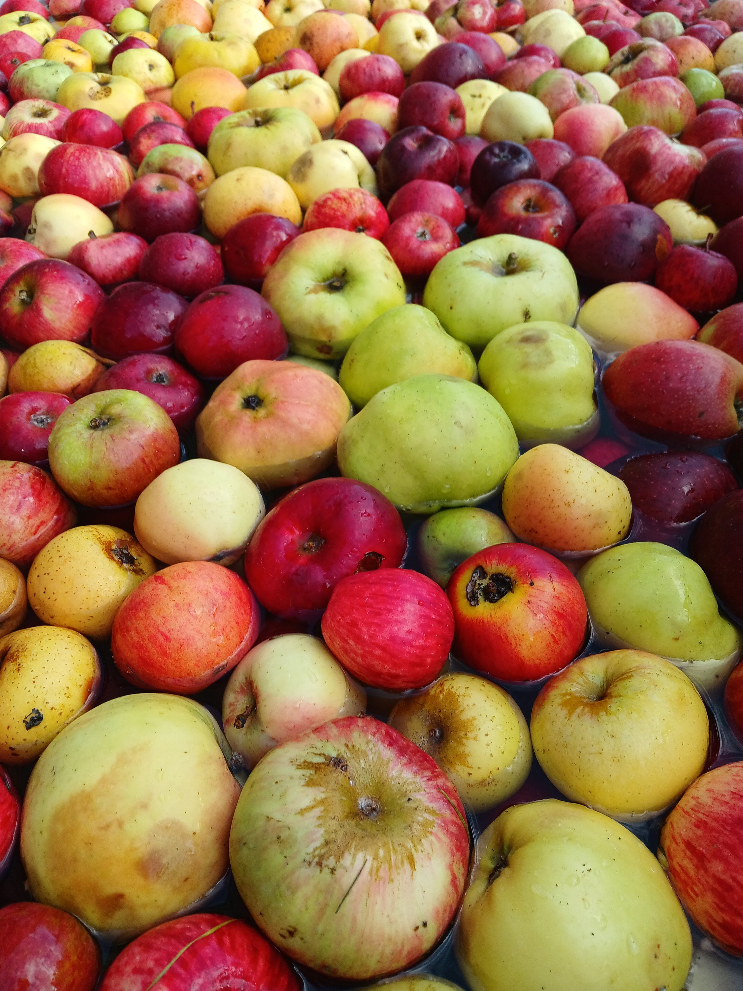 Mixture of Gloucestershire apple varieties