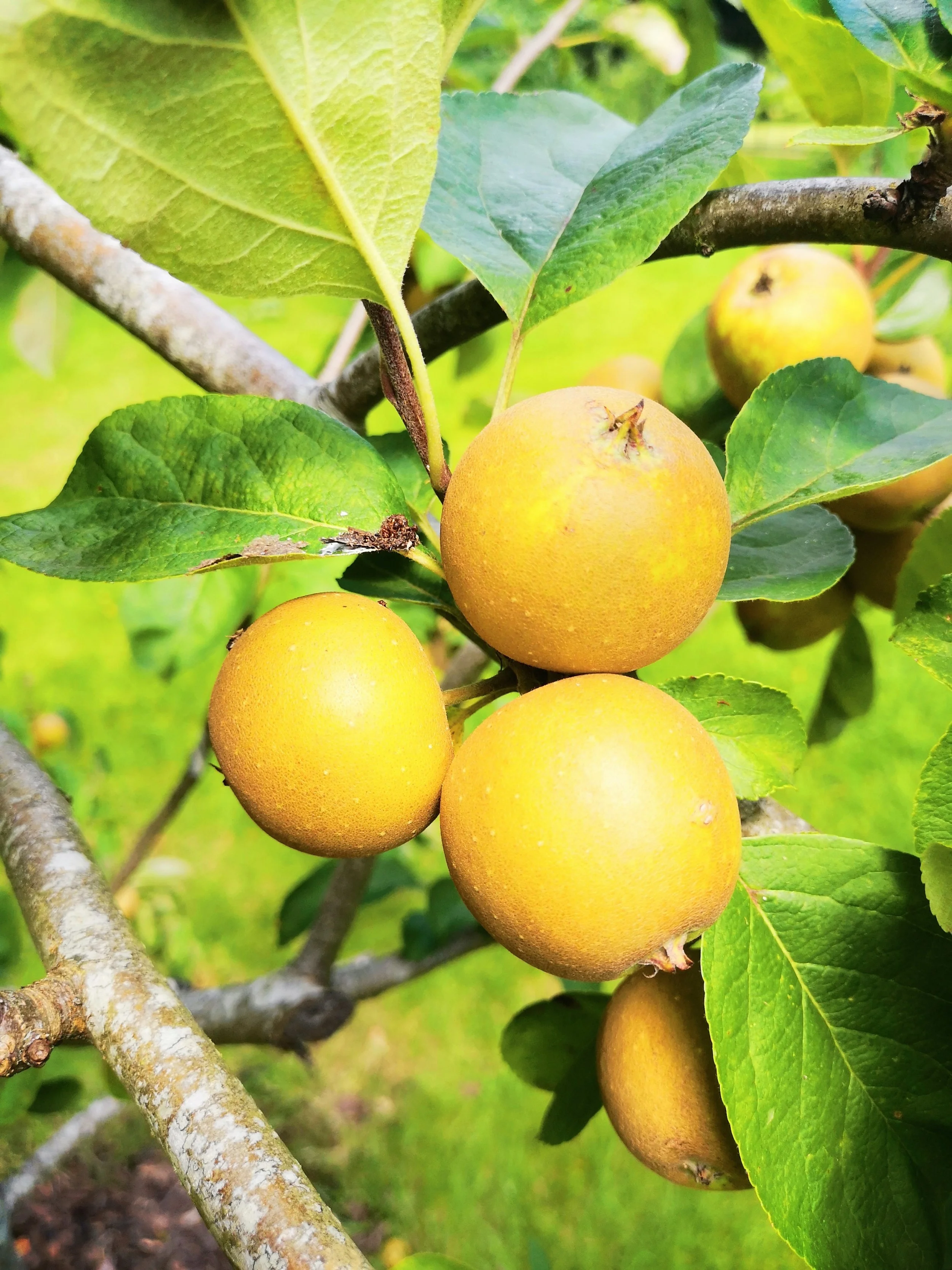 Hunt's Duke of Gloucester - a delicious eating apple from Gloucestershire.