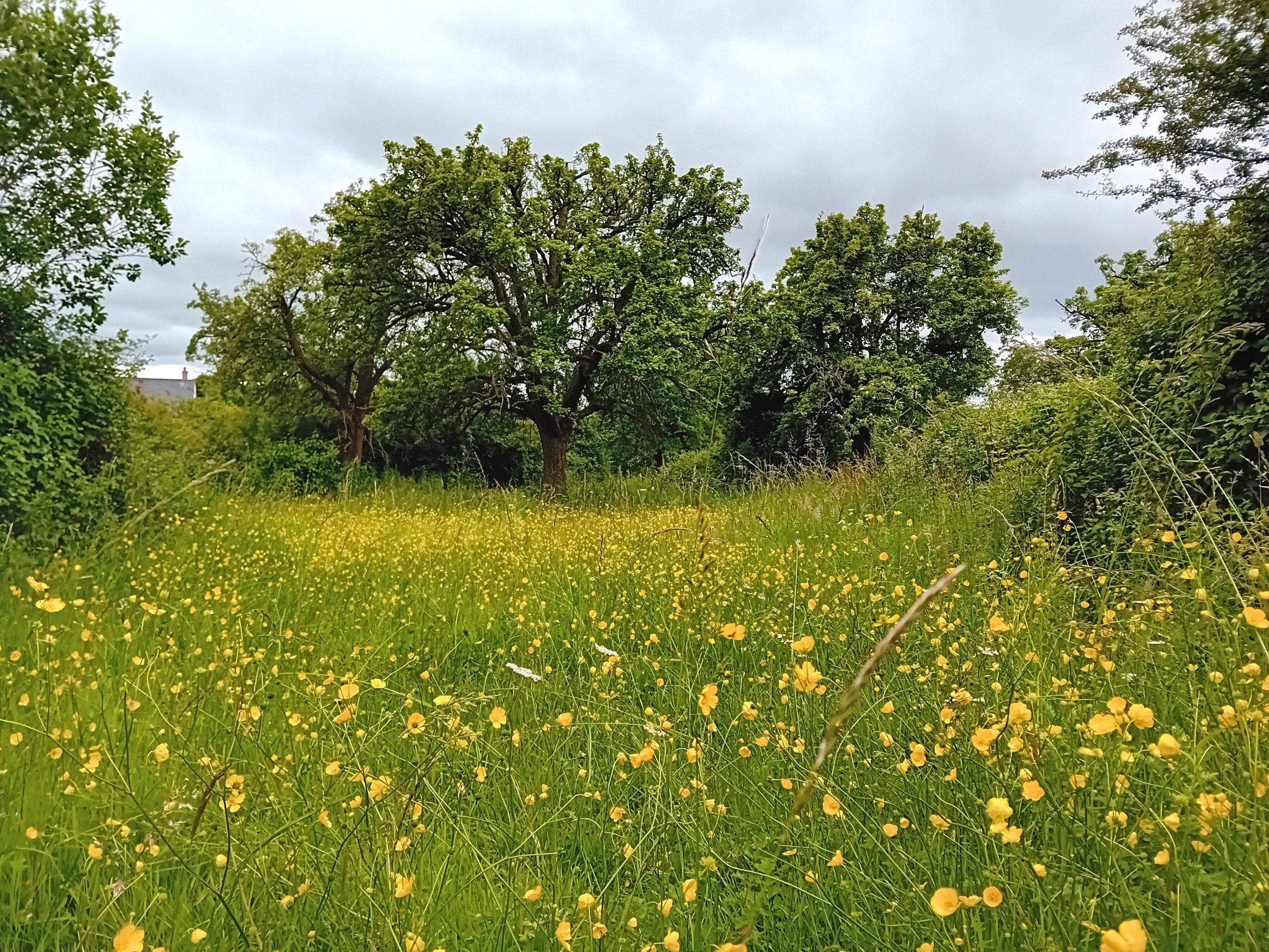 A lush grassy field with yellow wildflowers, bordered by trees under a cloudy sky.